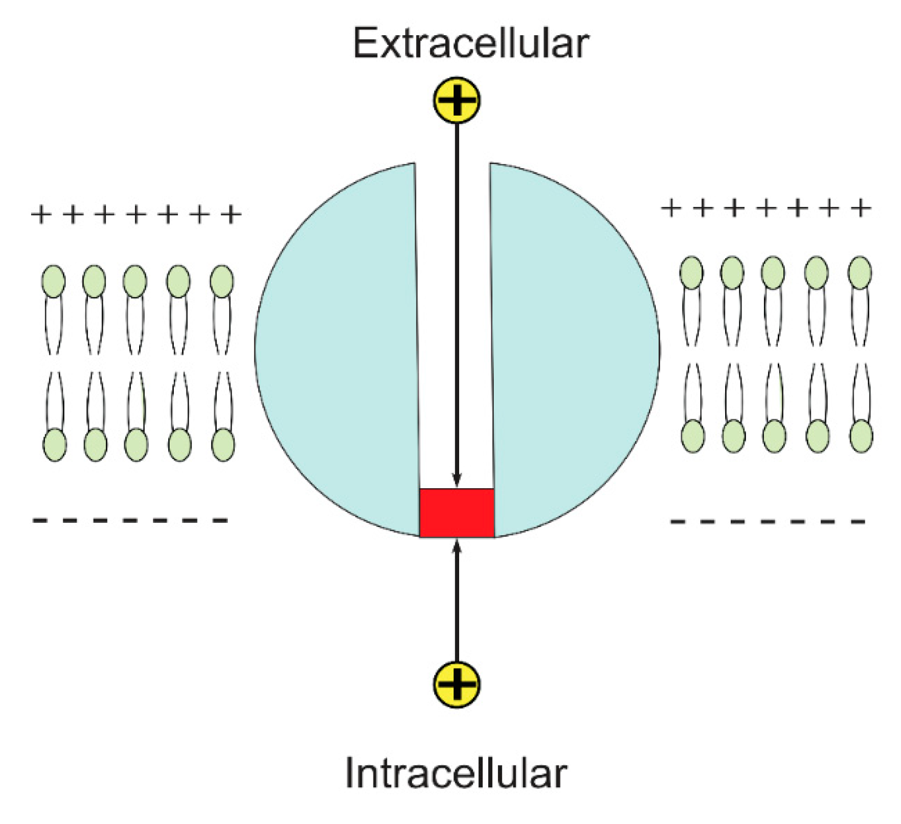 Brainsci 12 00658 g002 Brainsci 12 00658 g002