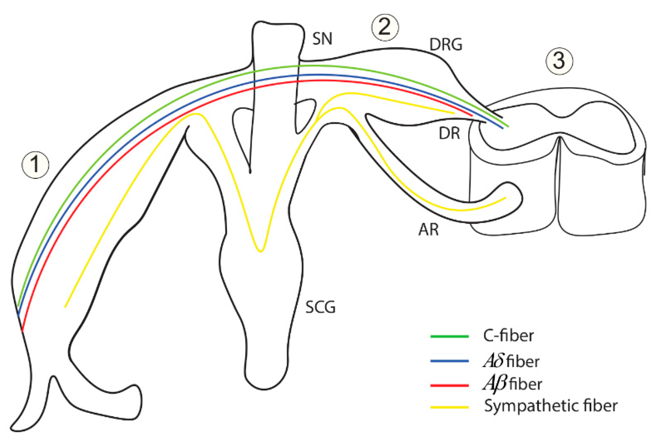 Brainsci 12 00658 g016 Brainsci 12 00658 g016