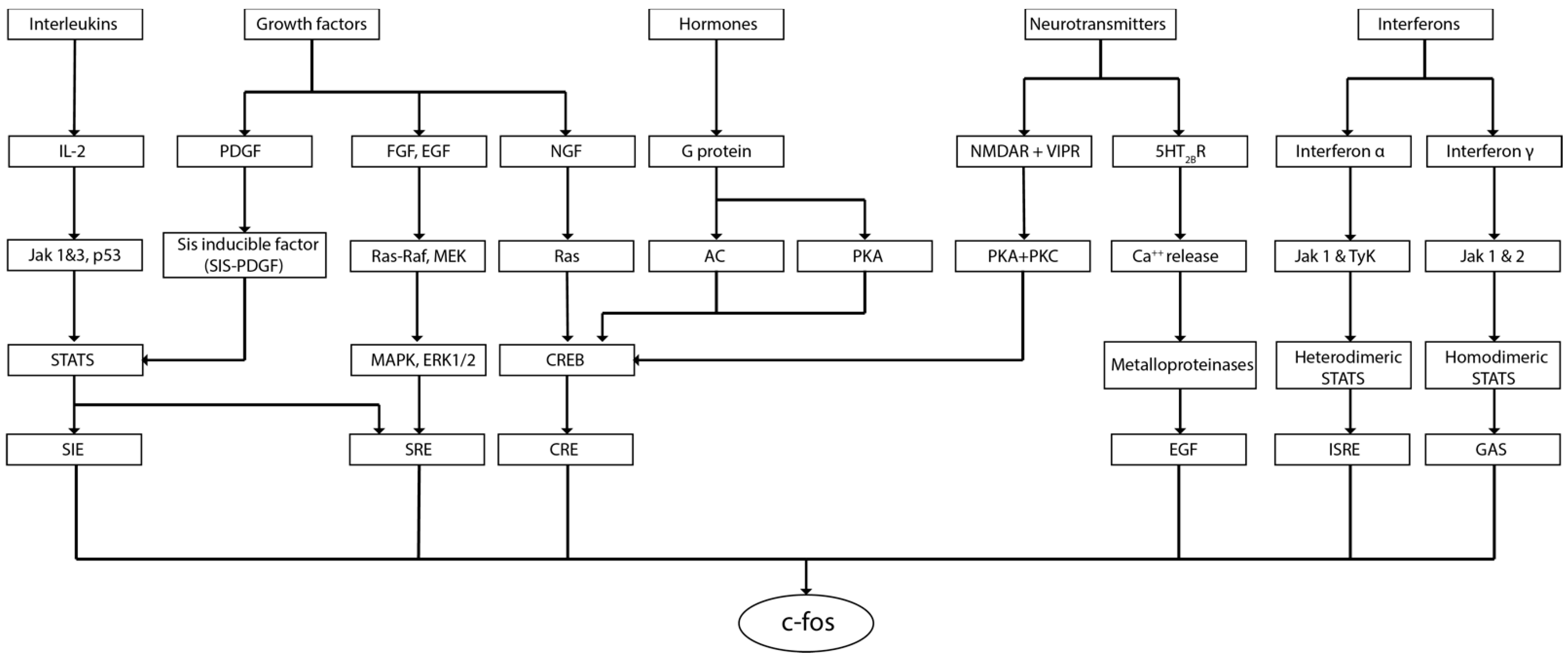 Brain Sciences | Free Full-Text | Immediate Early Gene c-fos in the ...