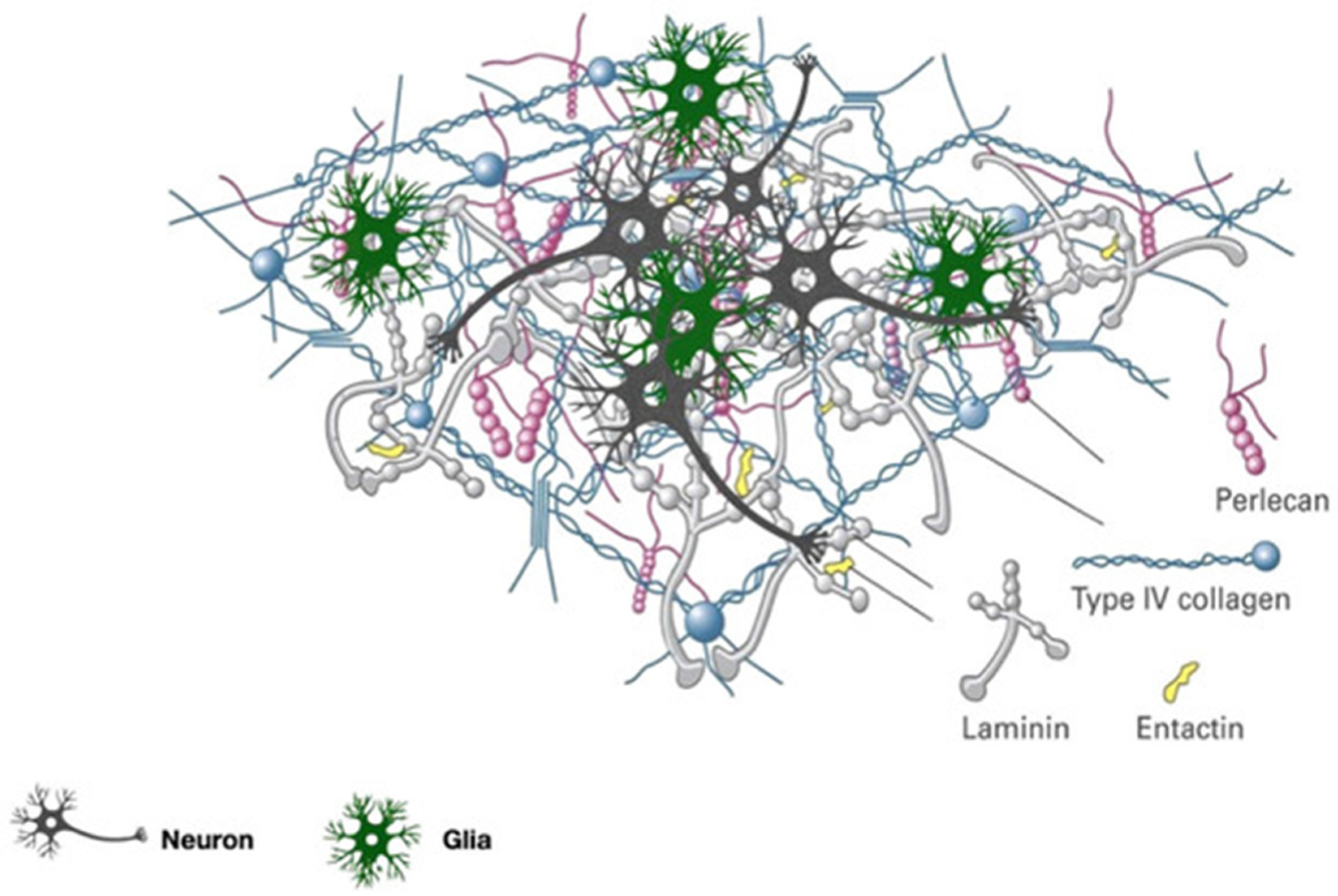 Brainsci 12 00927 g002 Brainsci 12 00927 g002