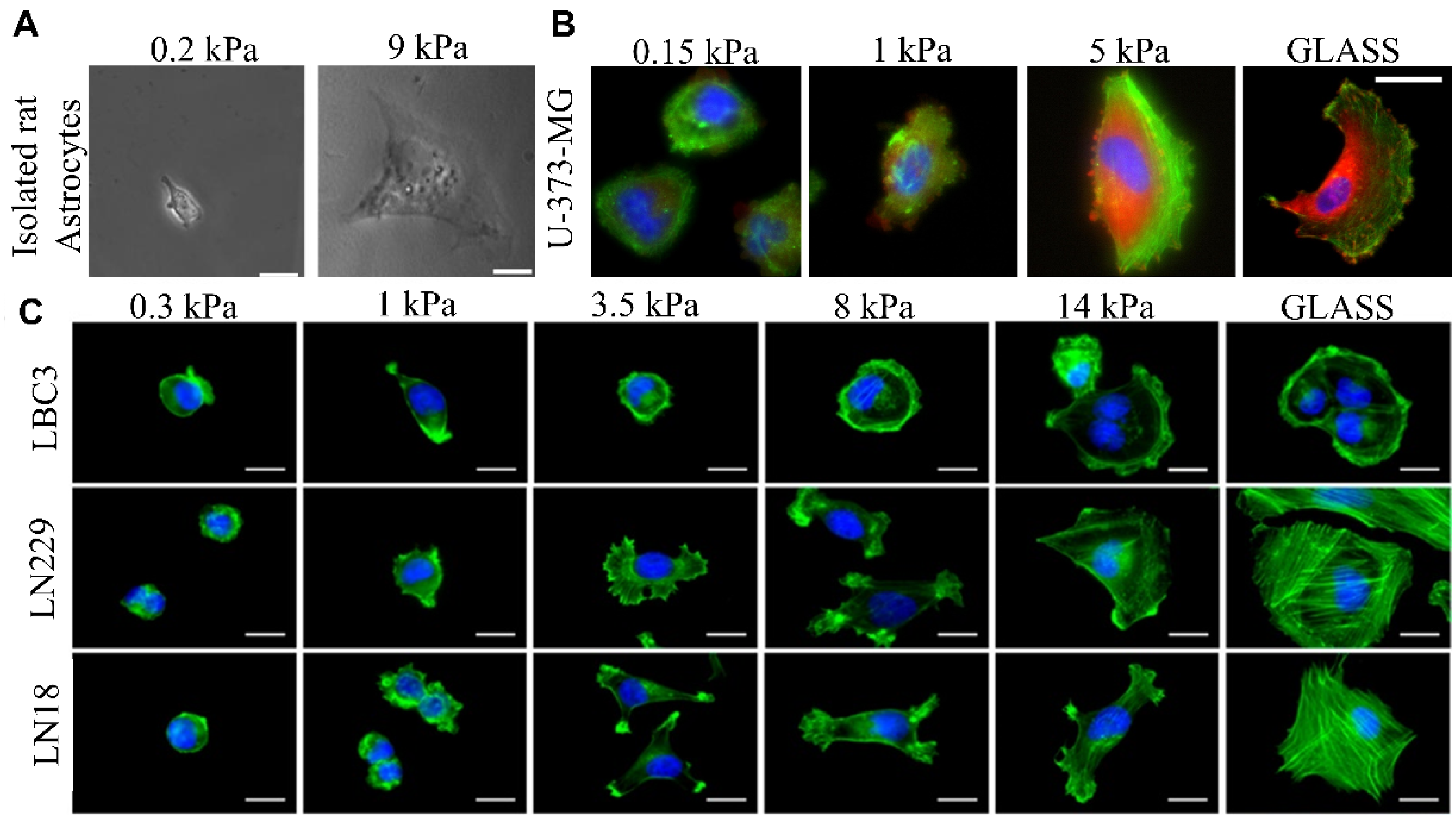 Brainsci 12 00927 g007 Brainsci 12 00927 g007