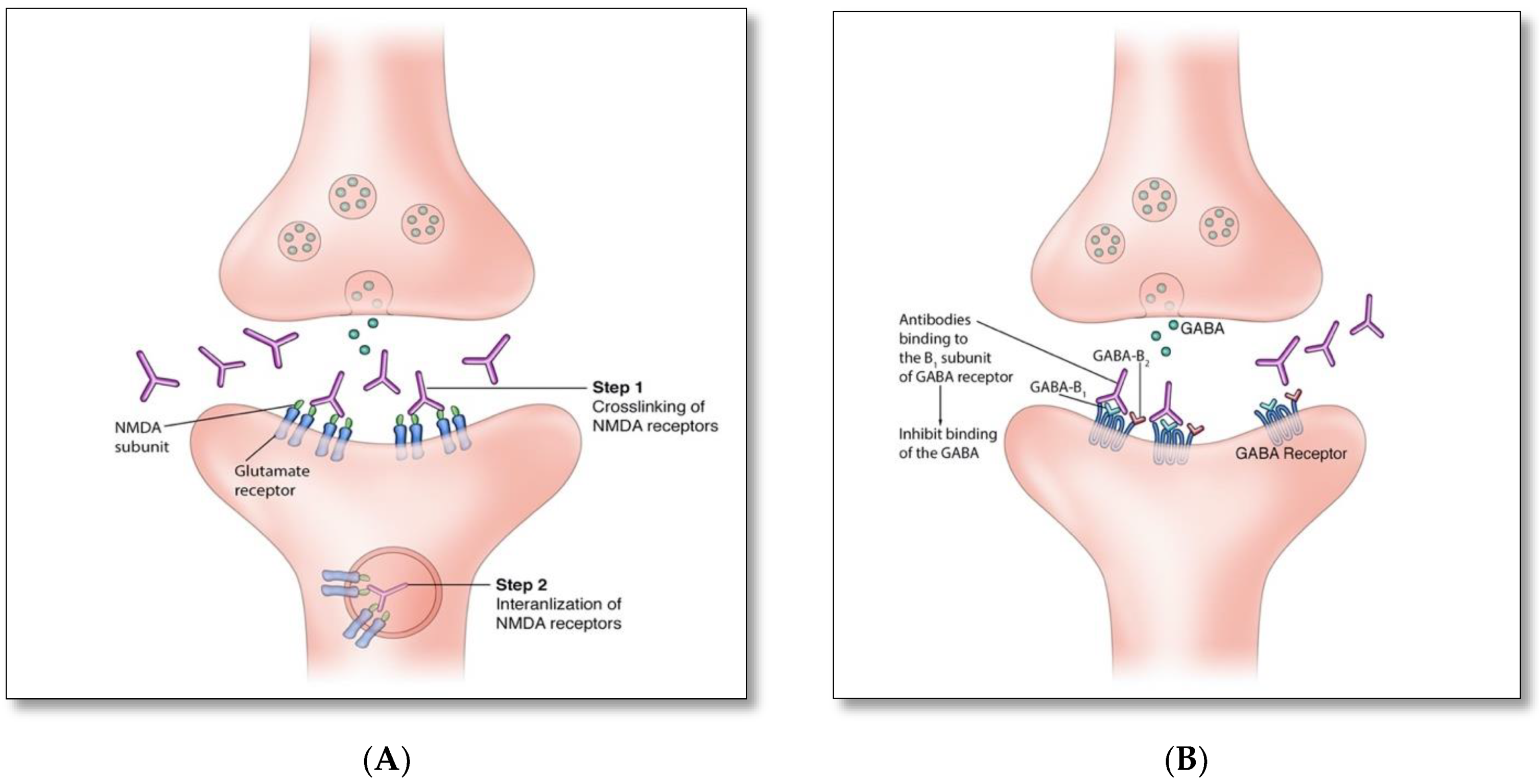 Brainsci 12 01130 g002a Brainsci 12 01130 g002a