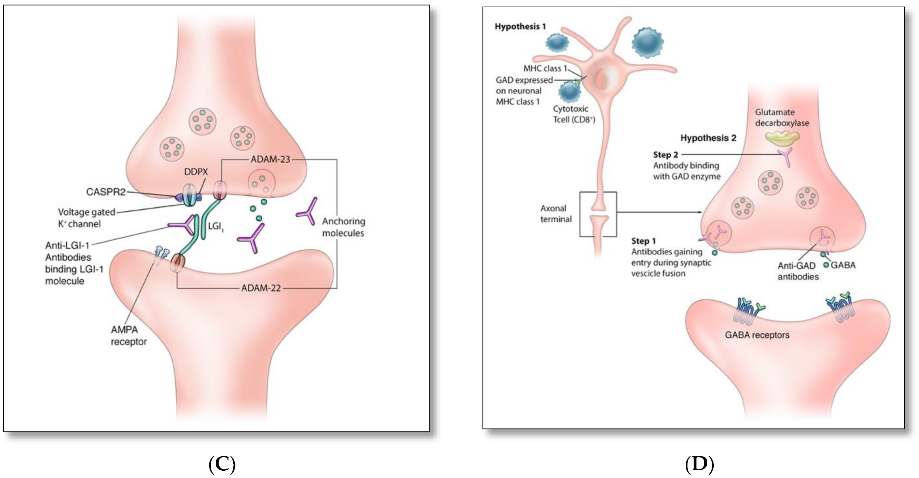 Brainsci 12 01130 g002b Brainsci 12 01130 g002b