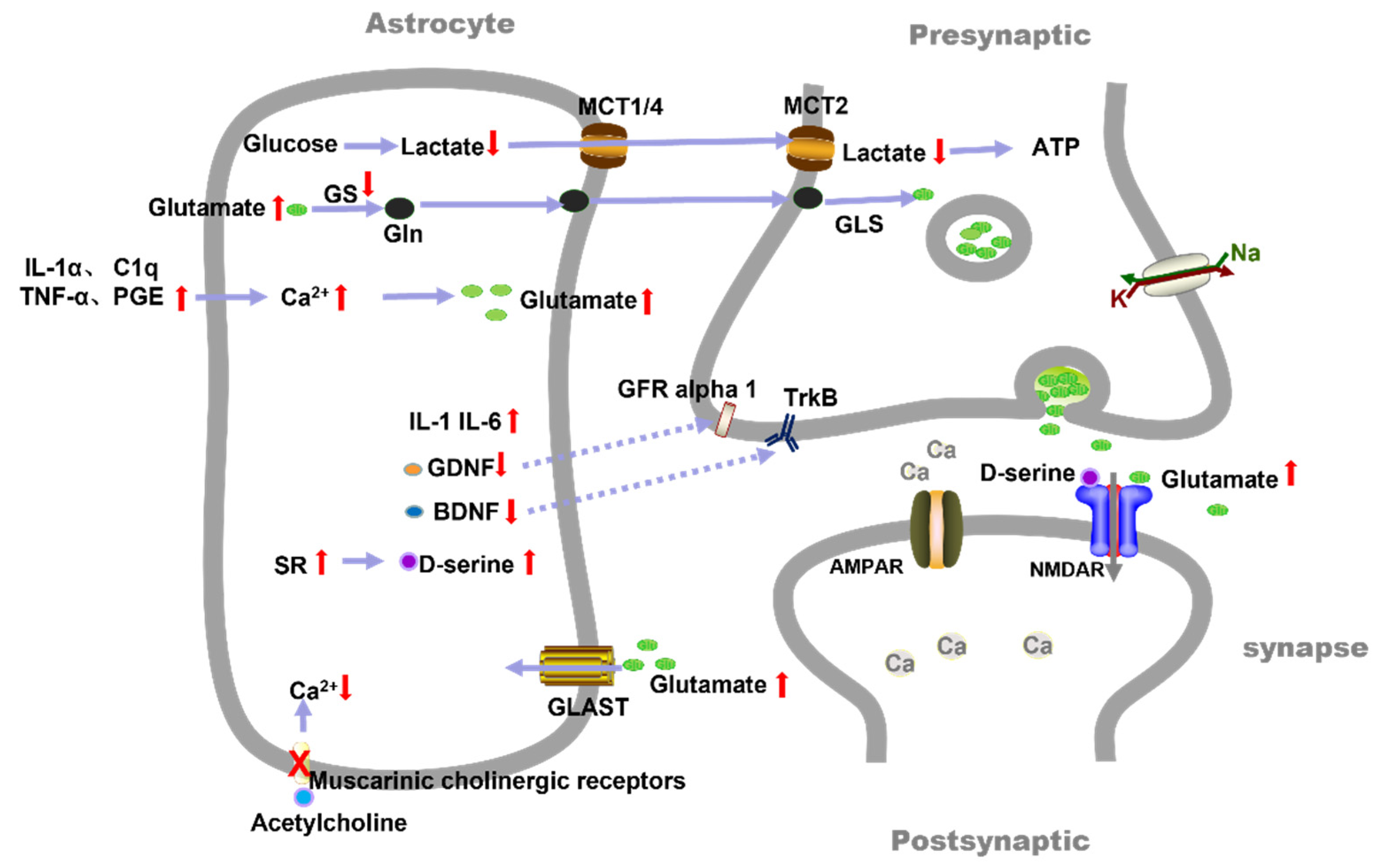 Brainsci 12 01435 g002 Brainsci 12 01435 g002