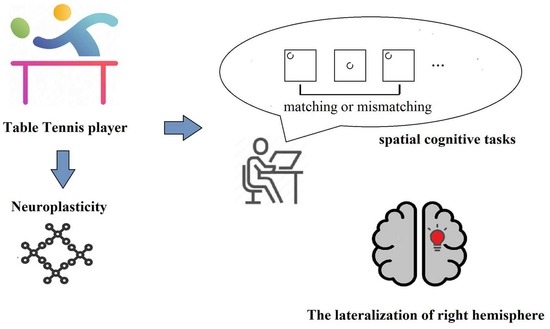 Brain Sciences Free Full-Text The Lateralization of Spatial Cognition in Table Tennis Players Neuroplasticity in the Dominant Hemisphere photo