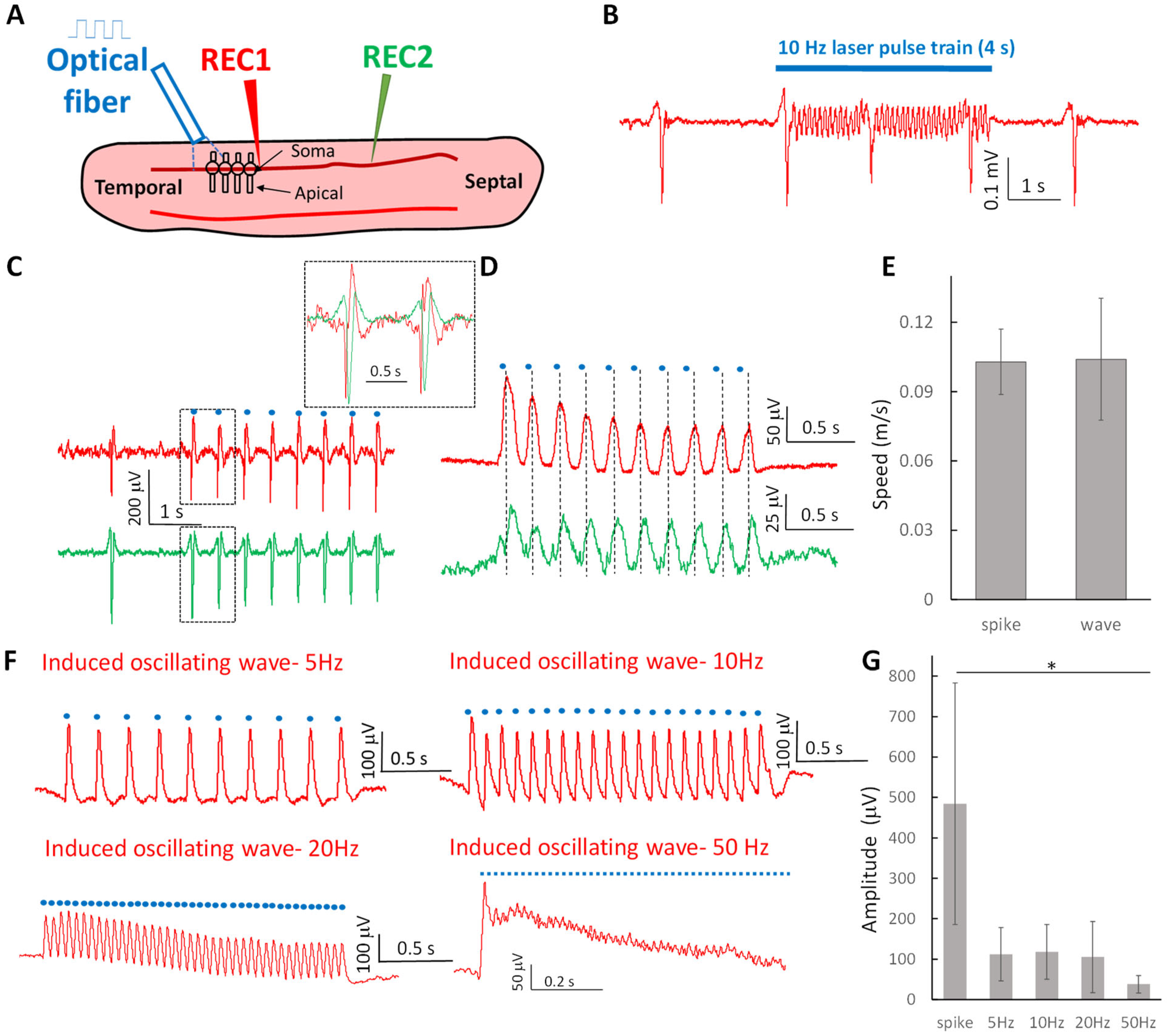 Types of Electrical Stimulation: Understanding Taxonomy of Waves