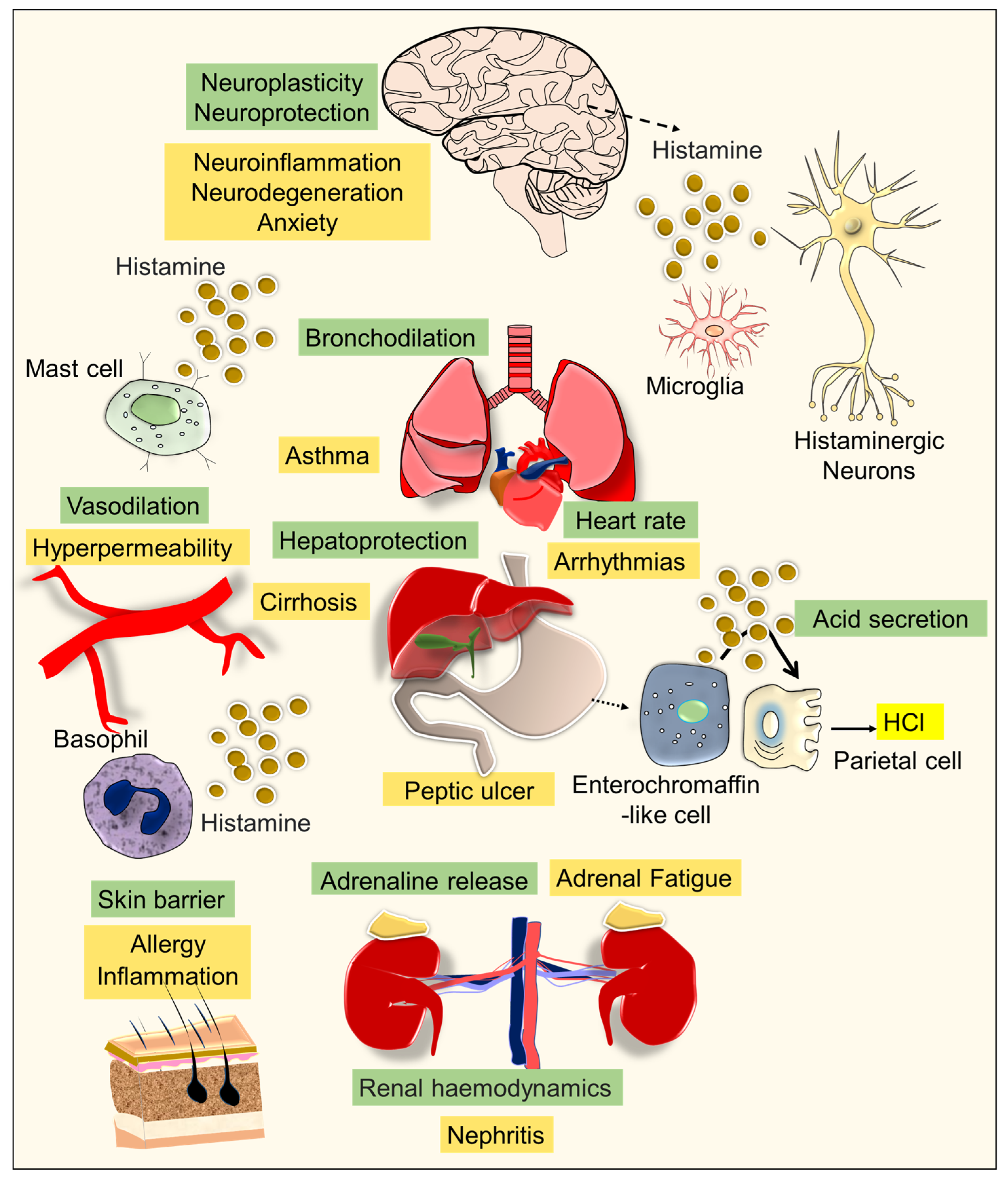 Brainsci 13 00266 g001 Brainsci 13 00266 g001