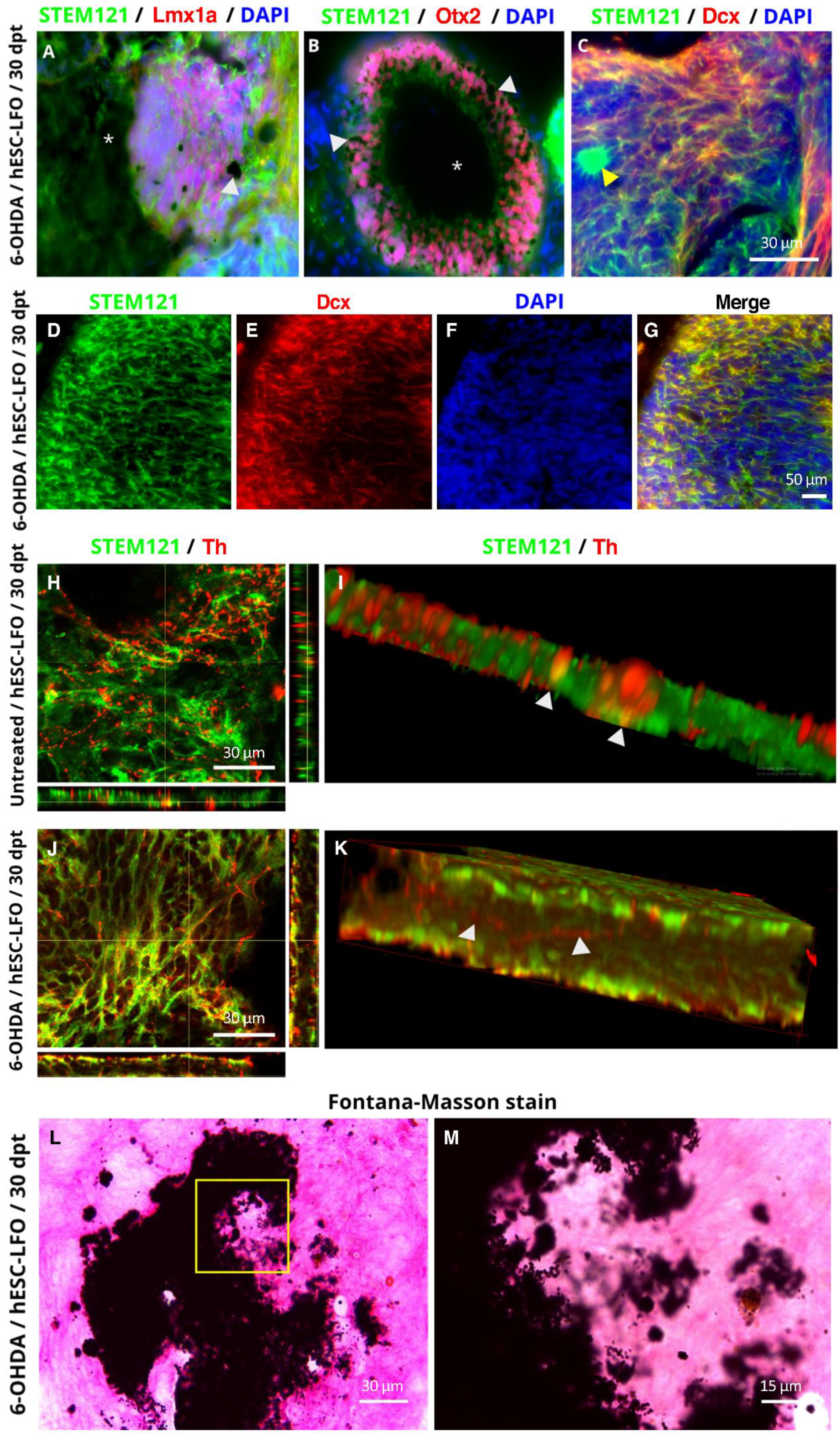 Brainsci 13 00329 g006
