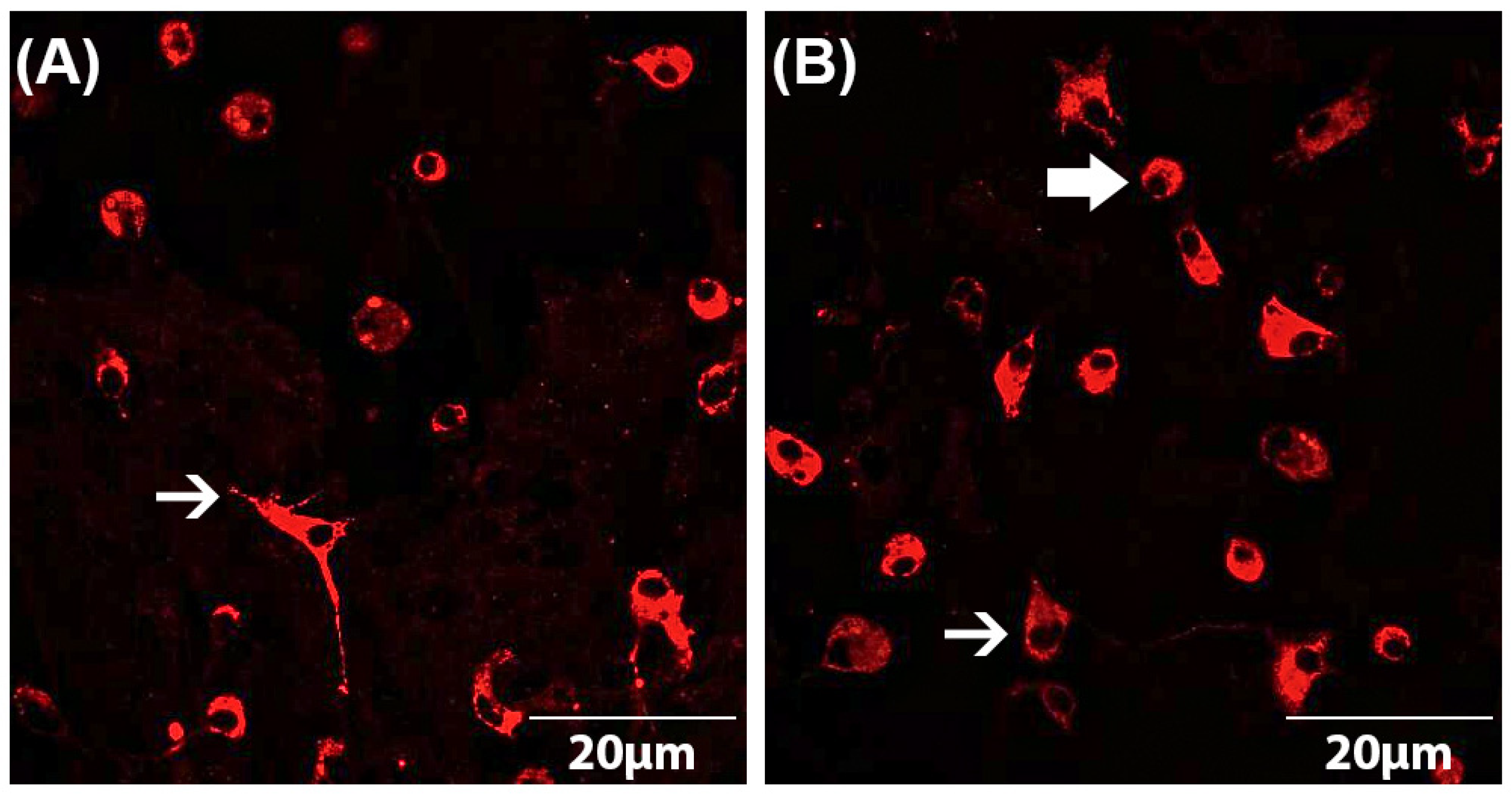 Brainsci 13 00493 g001