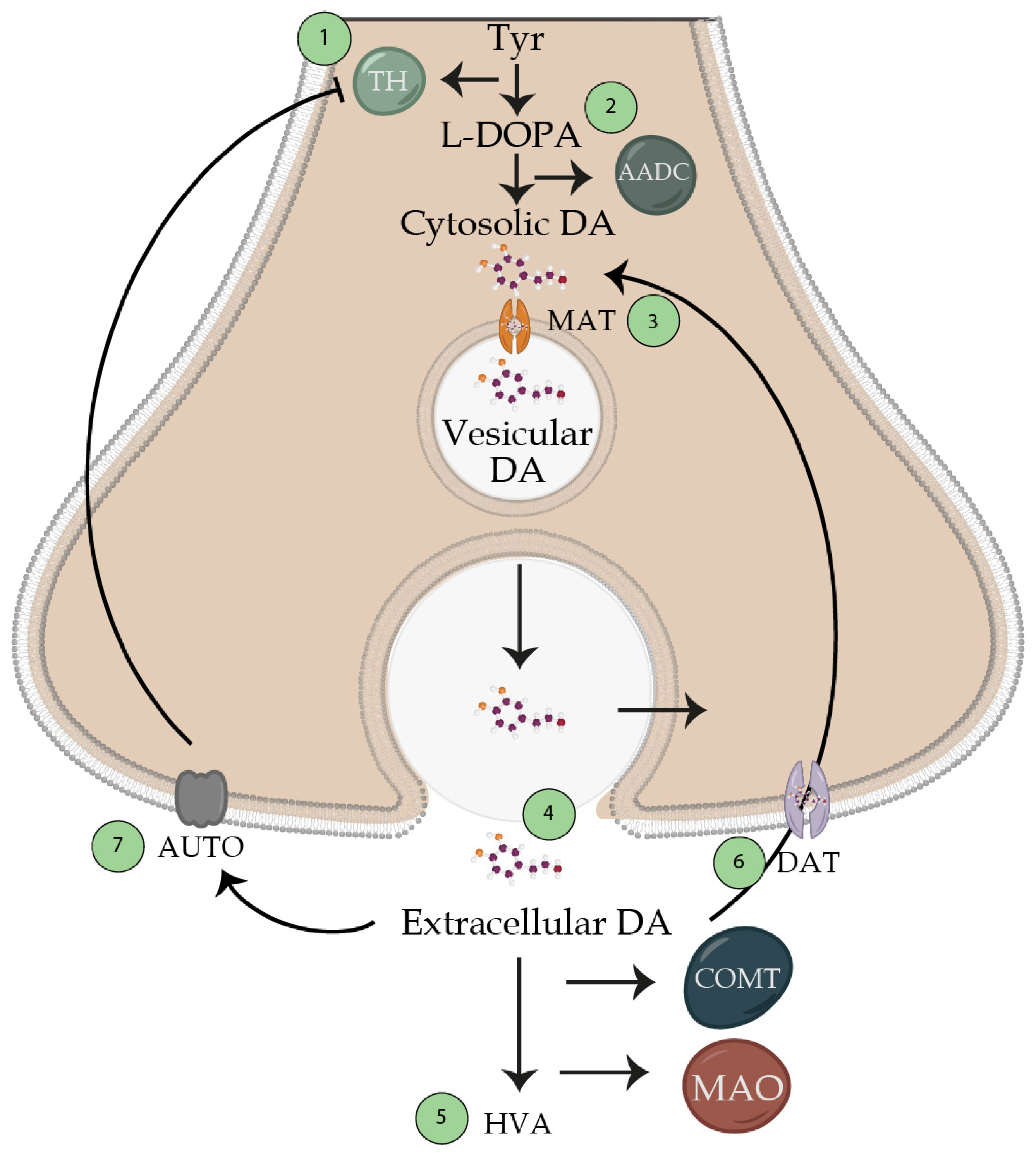Brainsci 13 00508 g004