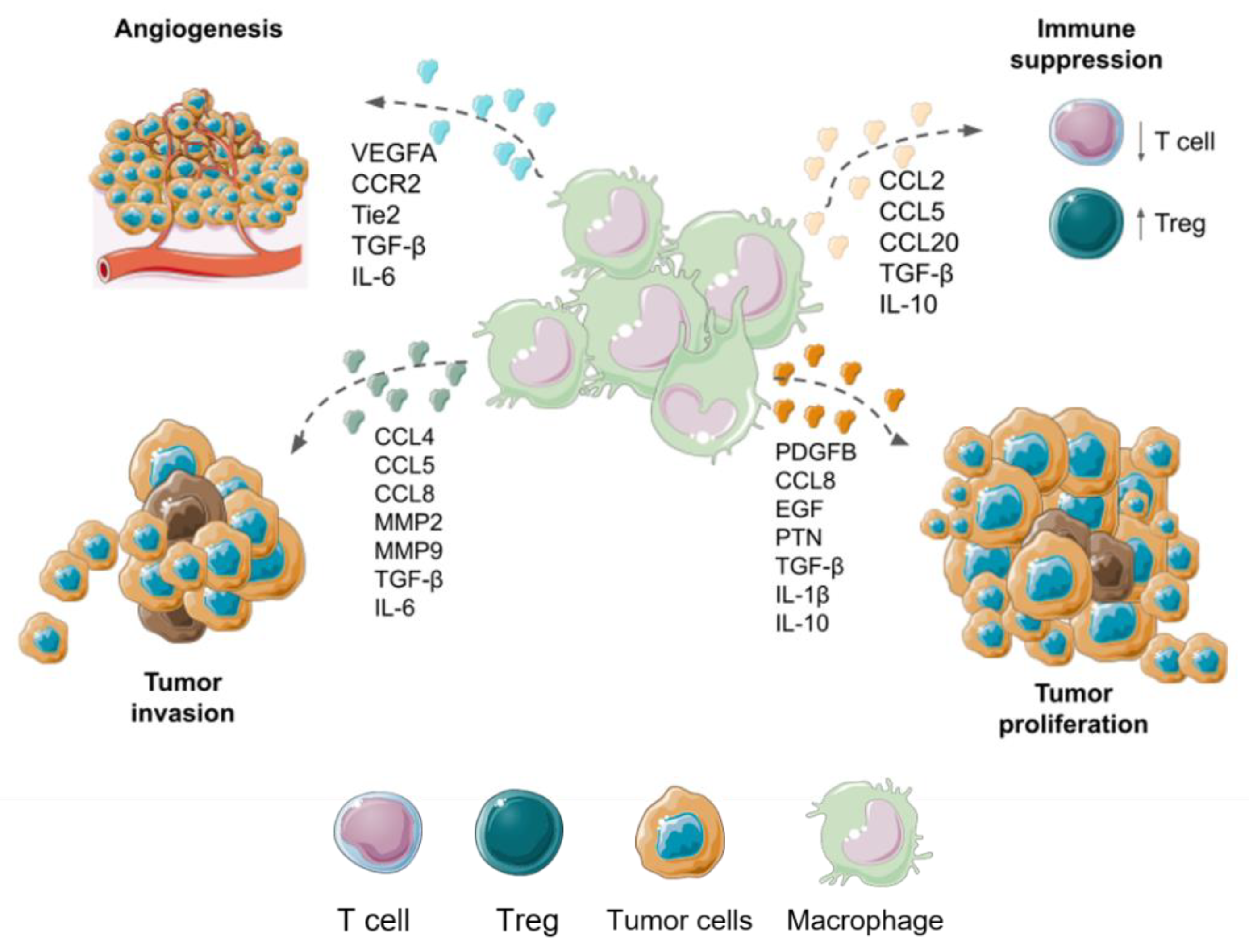 Brain Sciences Free Full Text Exploring Monocytes Macrophages