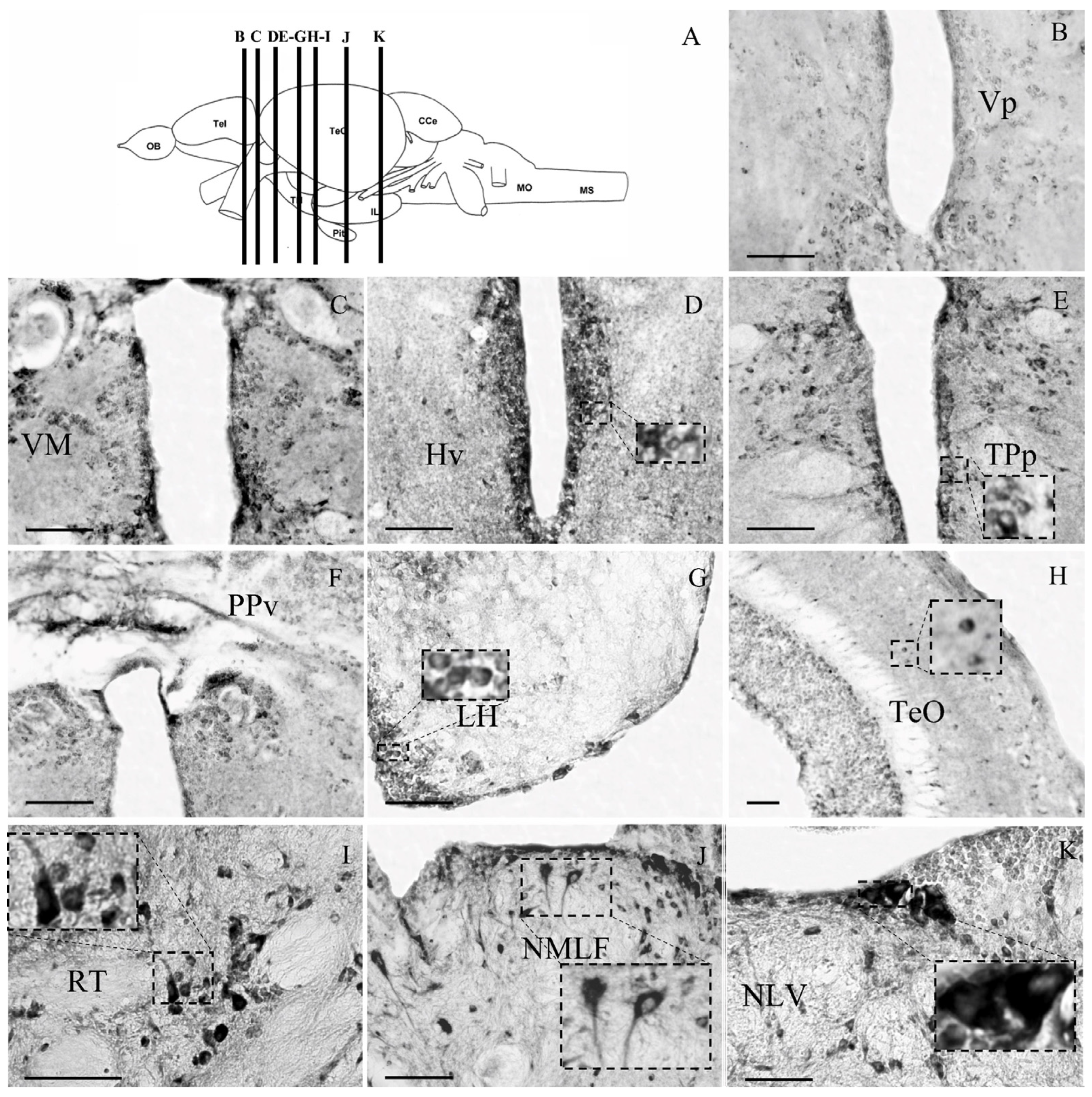 Brainsci 13 00861 g003 Brainsci 13 00861 g003