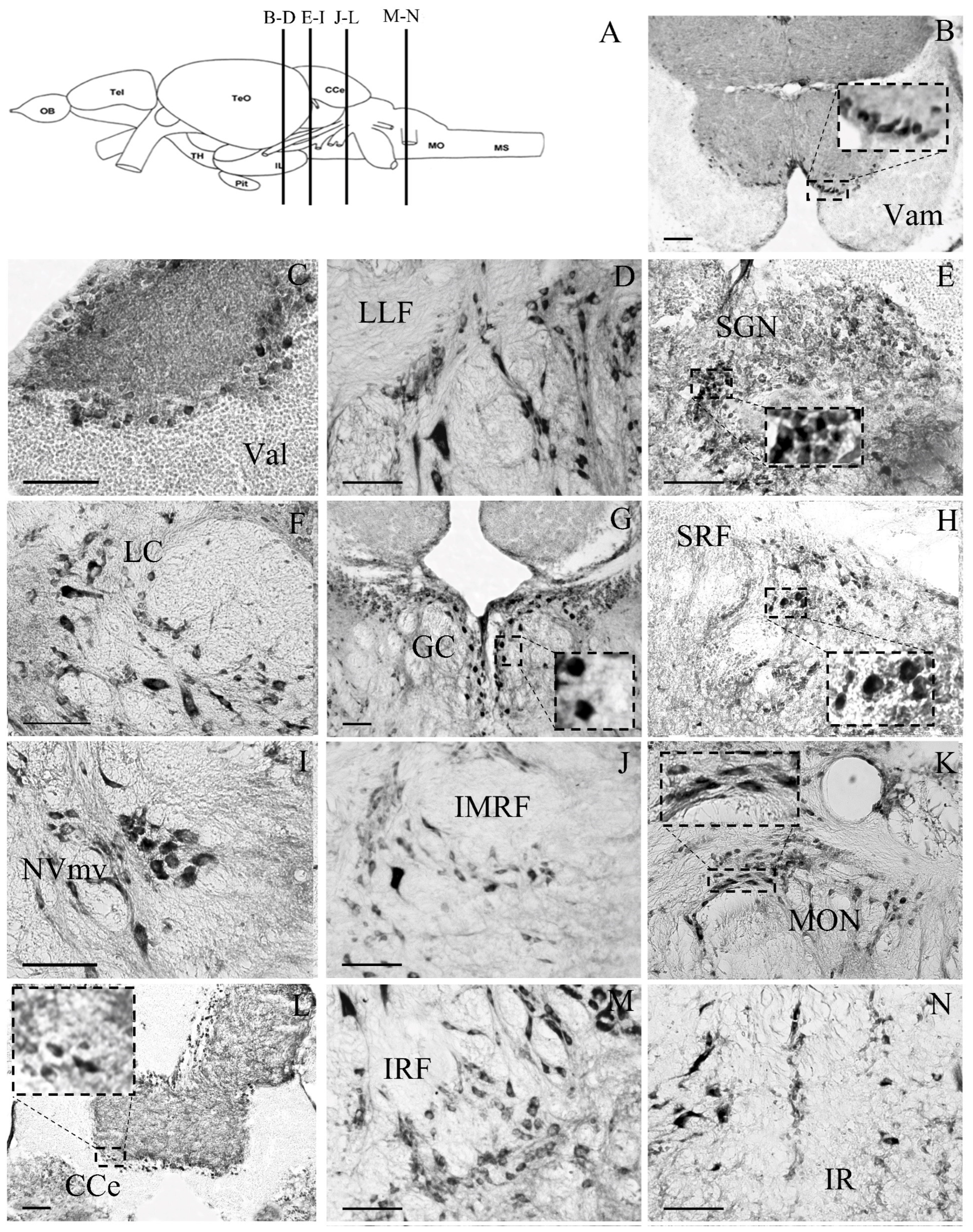 Brainsci 13 00861 g004 Brainsci 13 00861 g004