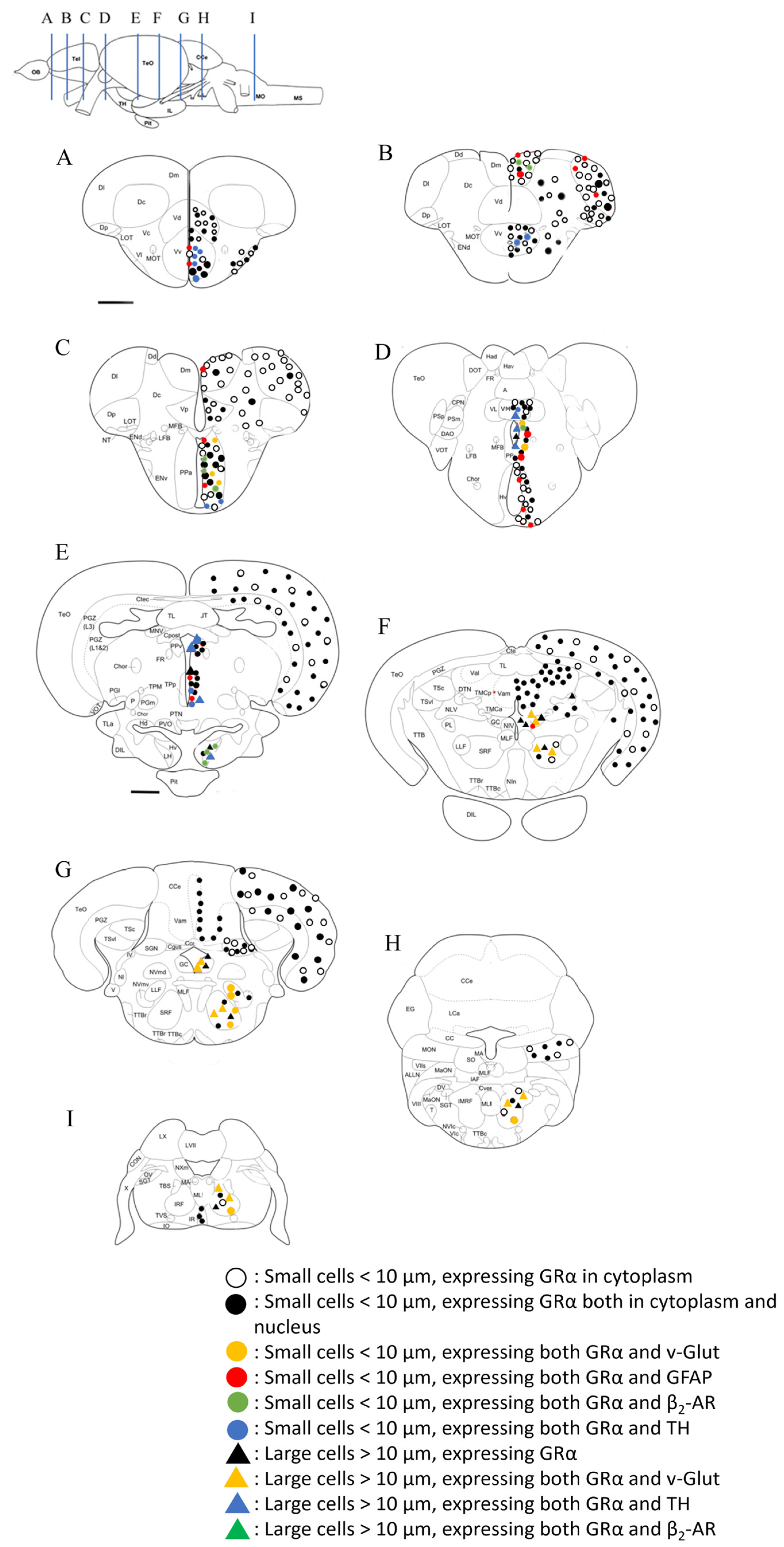 Brainsci 13 00861 g009 Brainsci 13 00861 g009