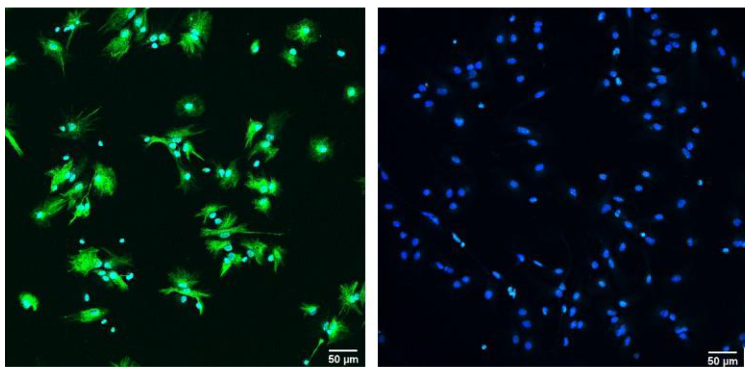 Brainsci 13 00910 g001 Brainsci 13 00910 g001