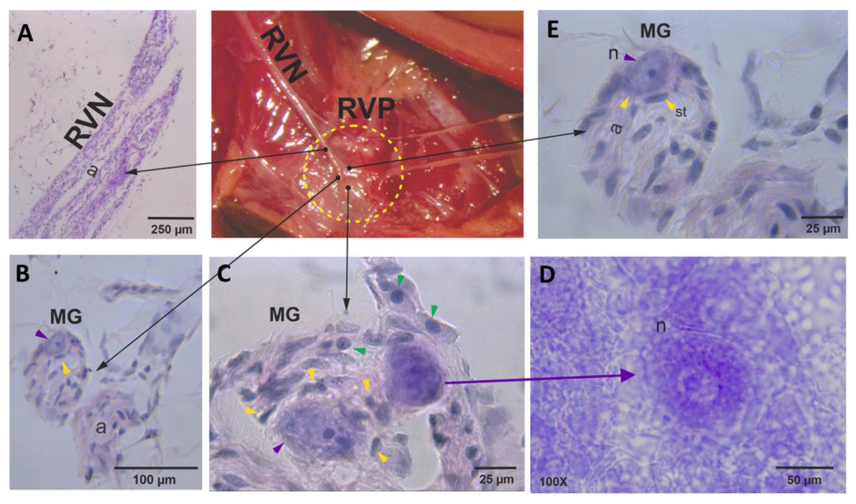 Brainsci 13 01032 g002 Brainsci 13 01032 g002