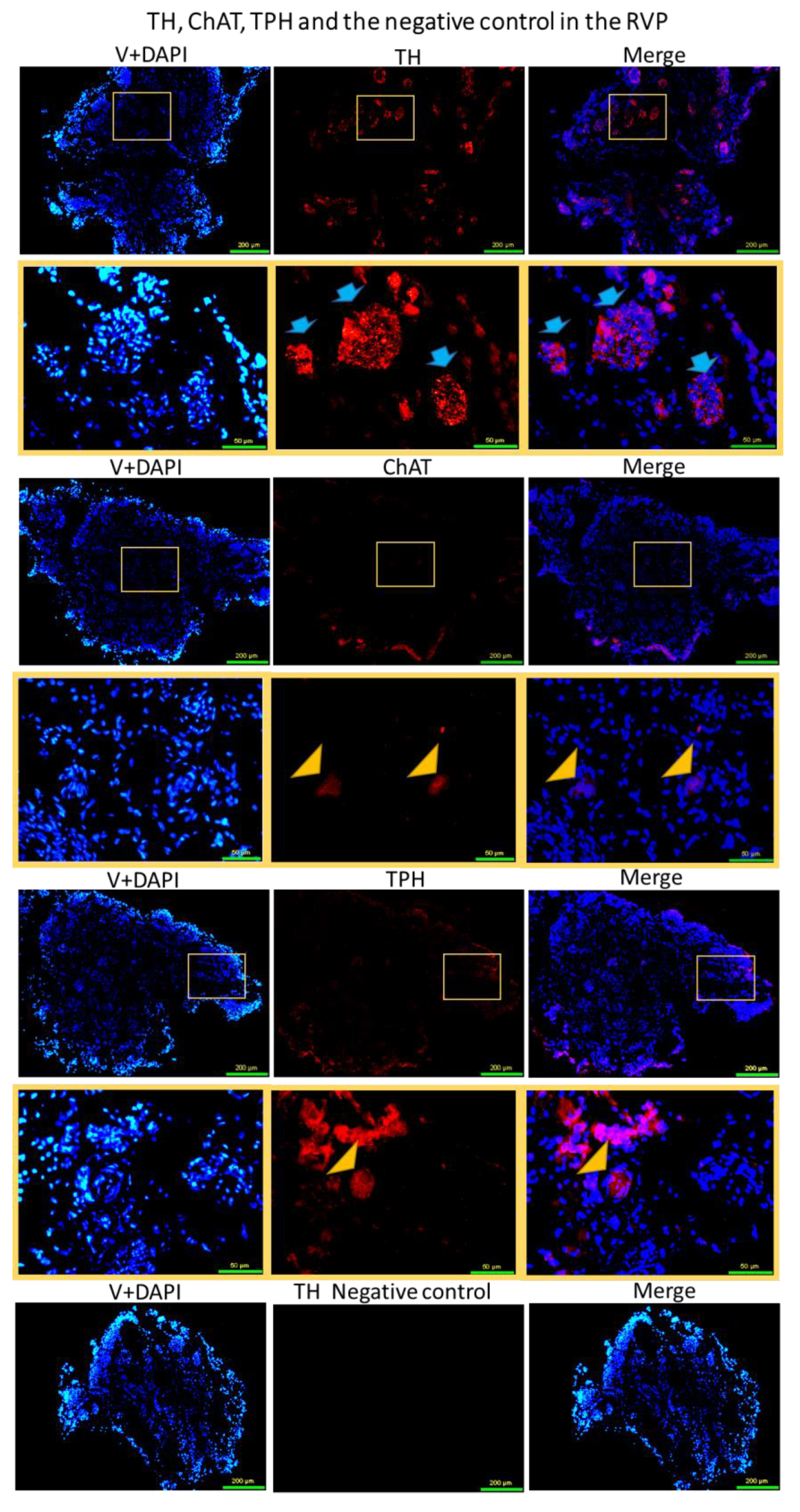 Brainsci 13 01032 g003 Brainsci 13 01032 g003