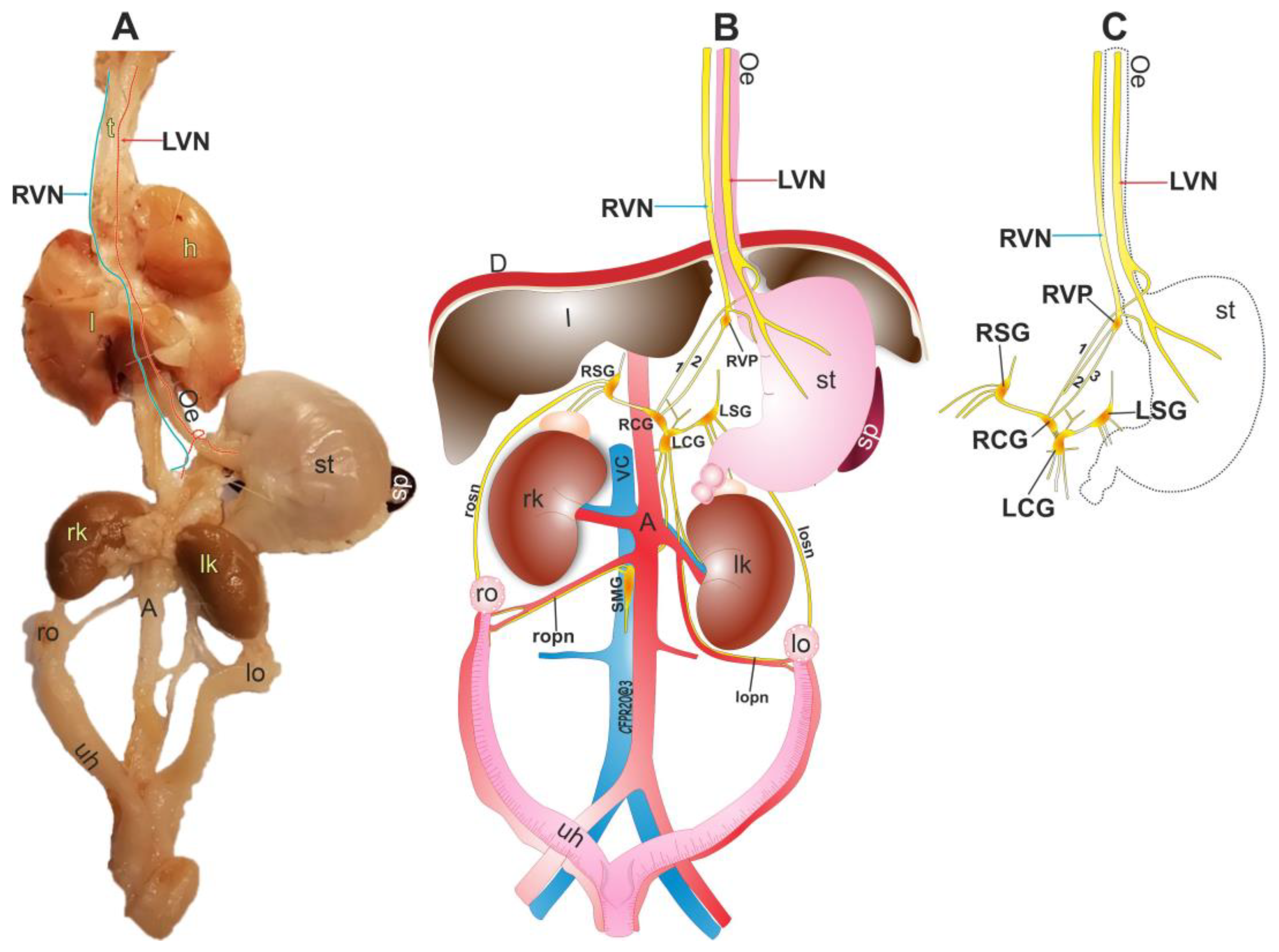 Brainsci 13 01032 g004 Brainsci 13 01032 g004