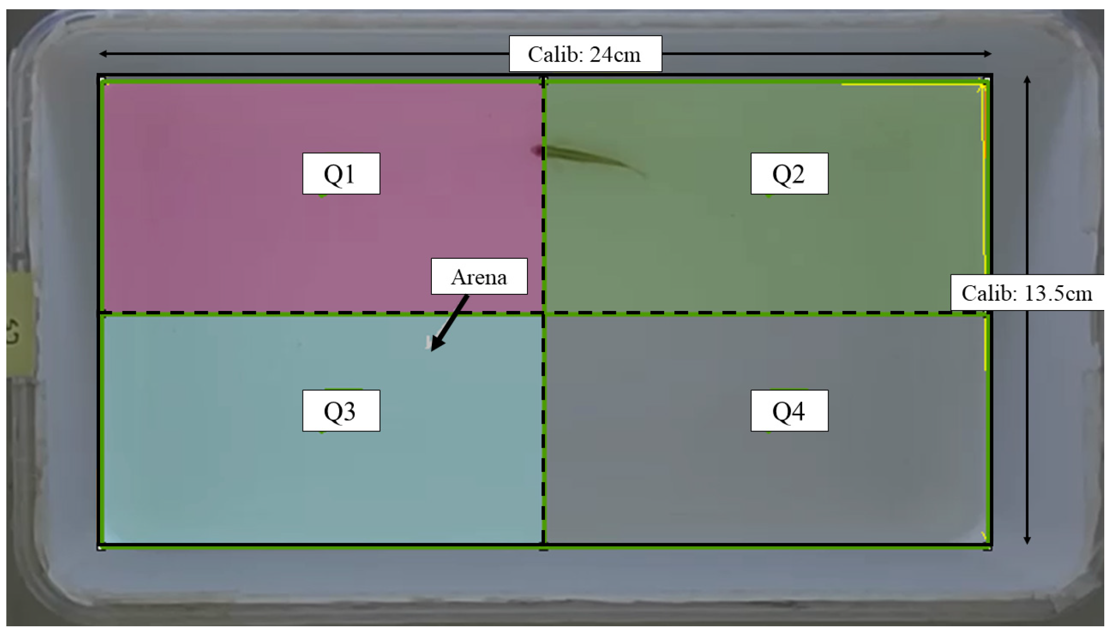 Brainsci 13 01076 g001