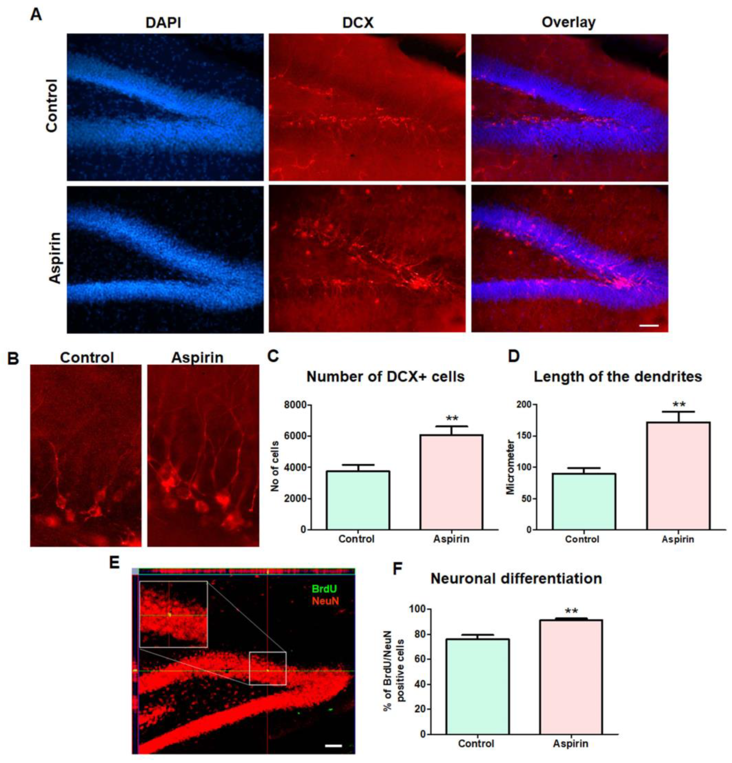 Brainsci 13 01108 g005 Brainsci 13 01108 g005