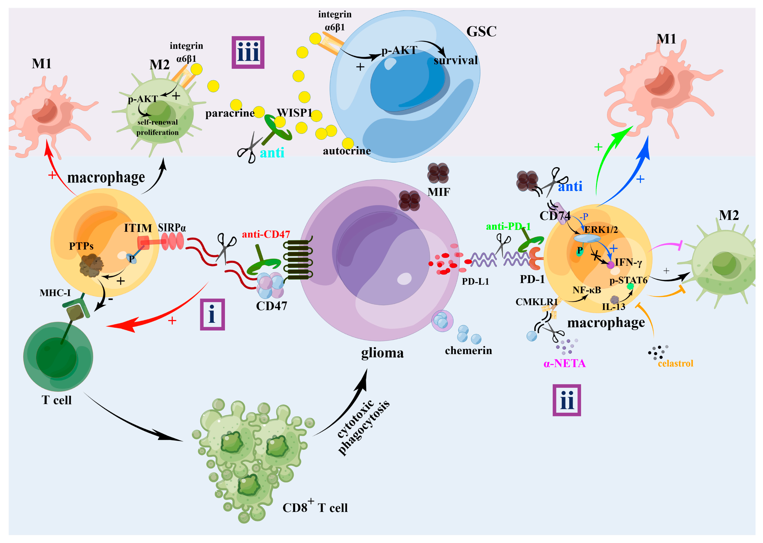 Brain Sciences | Free Full-Text | The Importance of M1-and M2-Polarized ...