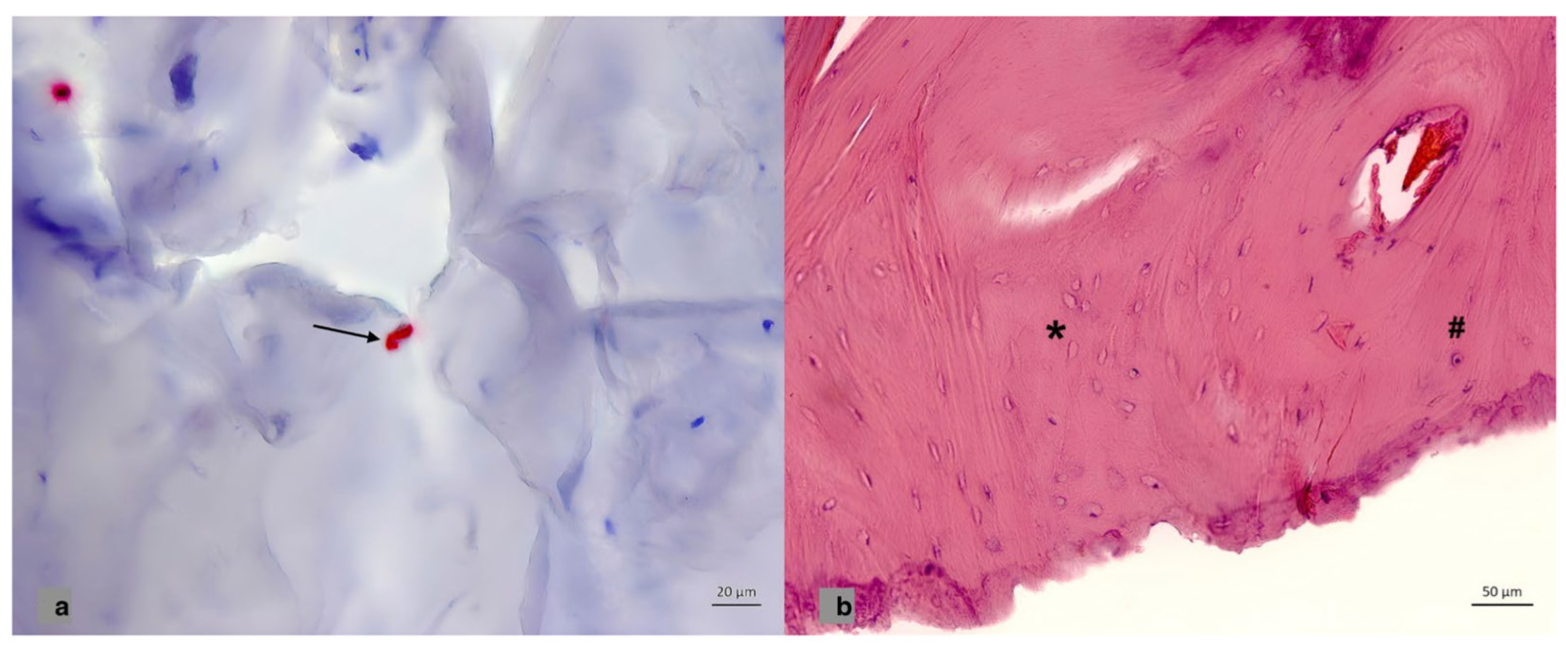 Brainsci 13 01277 g001