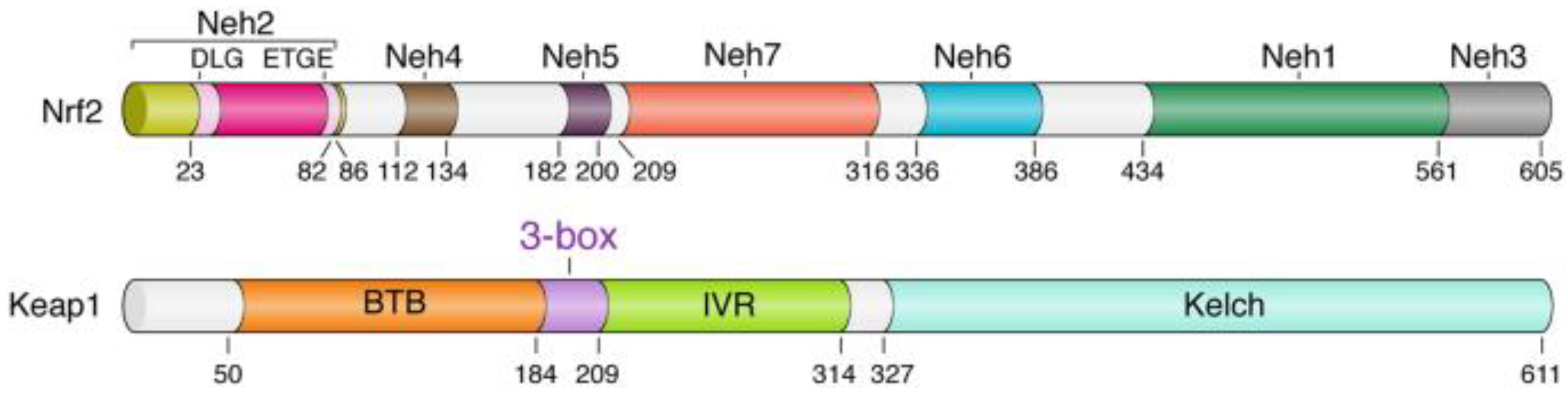 Brainsci 13 01532 g001 Brainsci 13 01532 g001