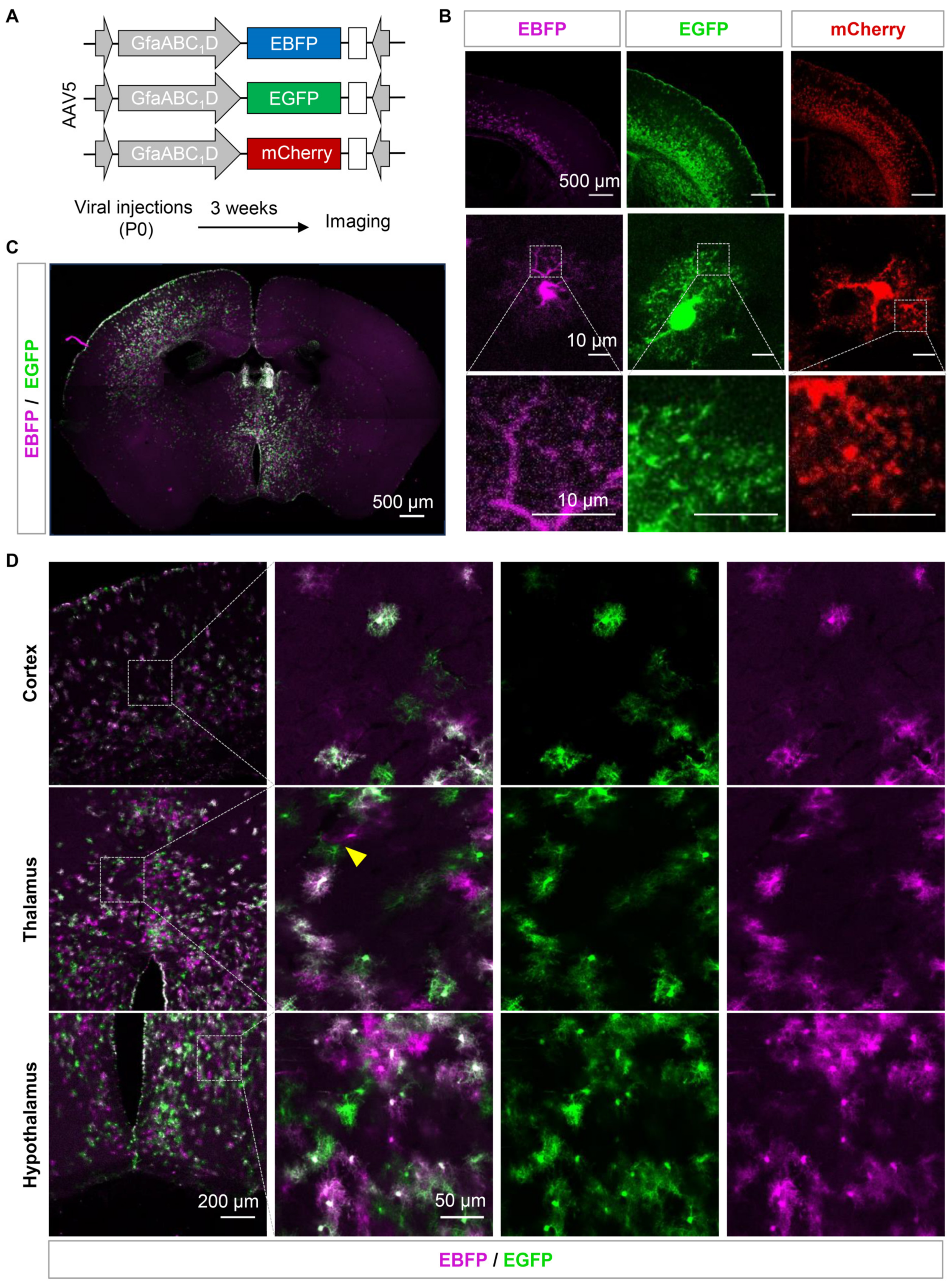 Brainsci 13 01644 g002