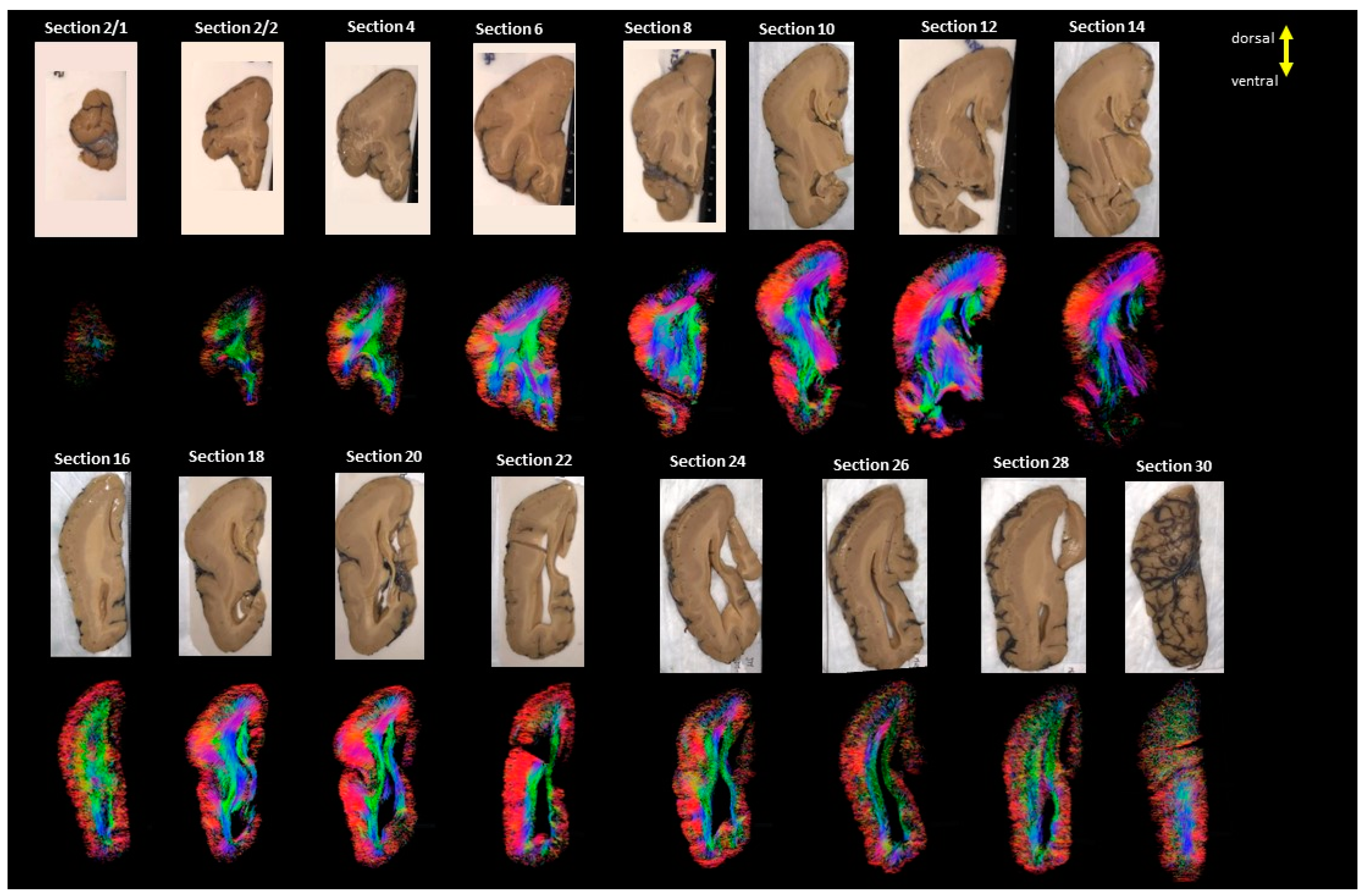 Brainsci 13 01655 g002
