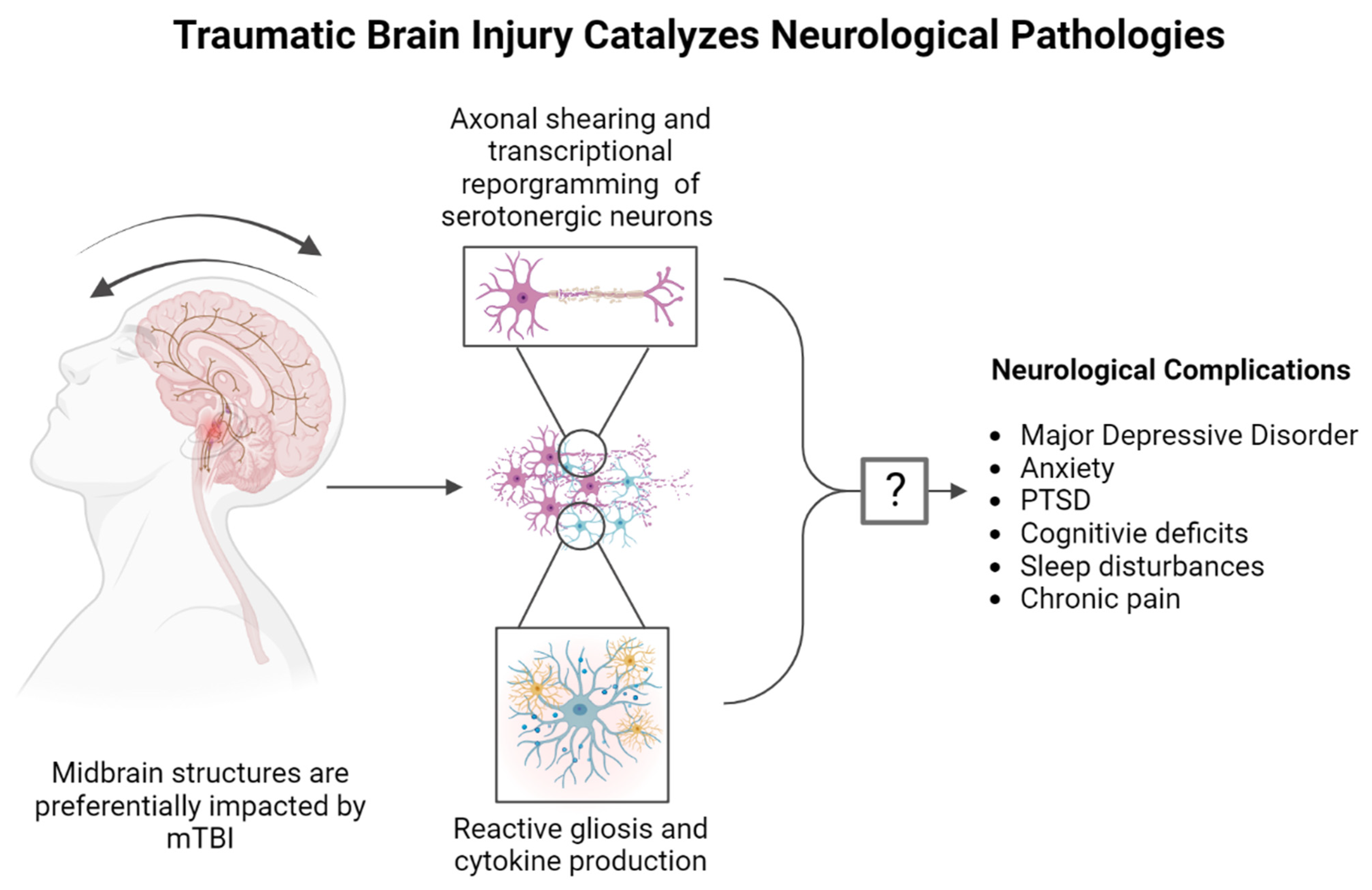 Brain Sciences Free Full Text Strain in the Midbrain Impact