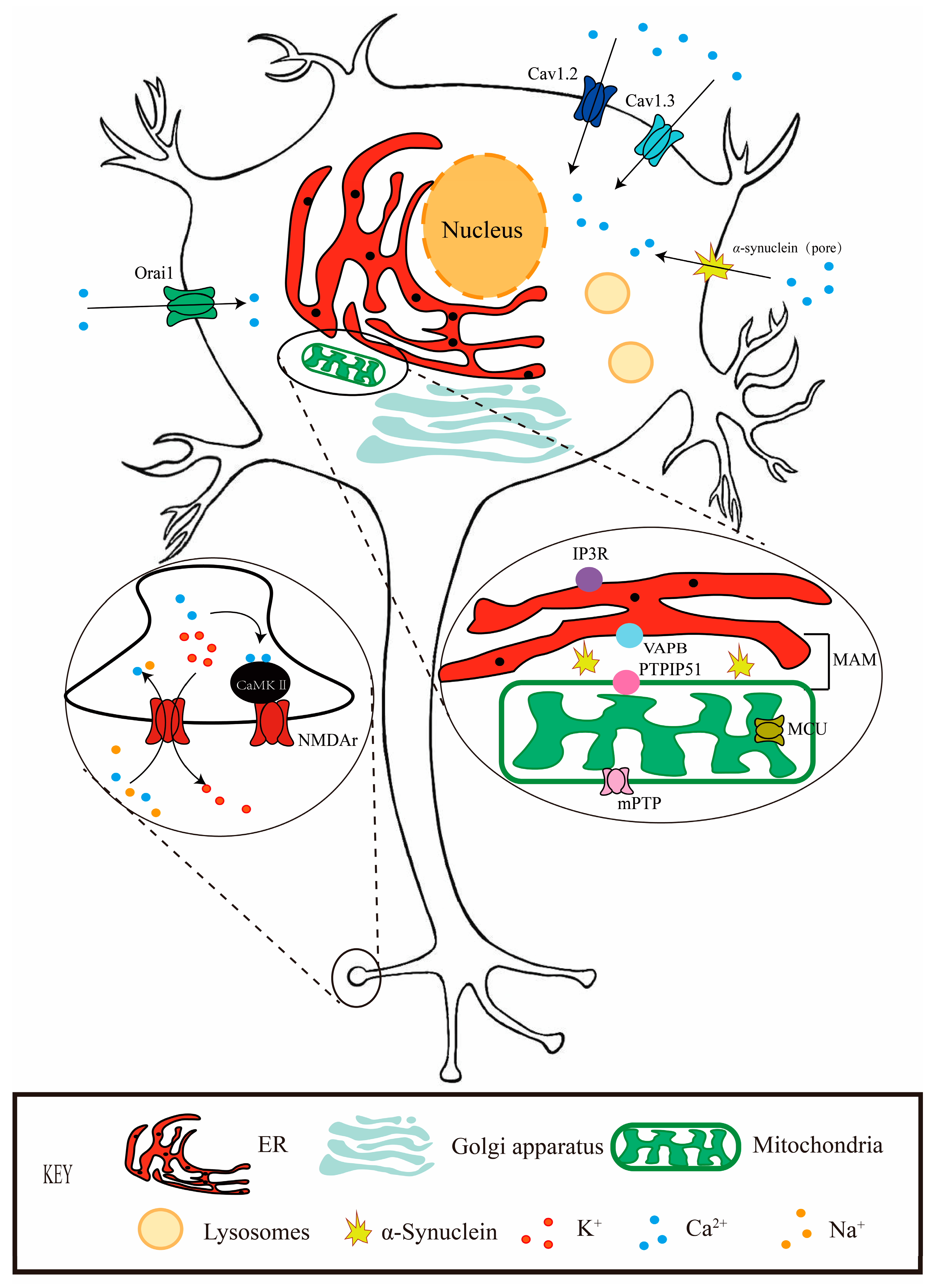 Brainsci 14 00088 g001 Brainsci 14 00088 g001