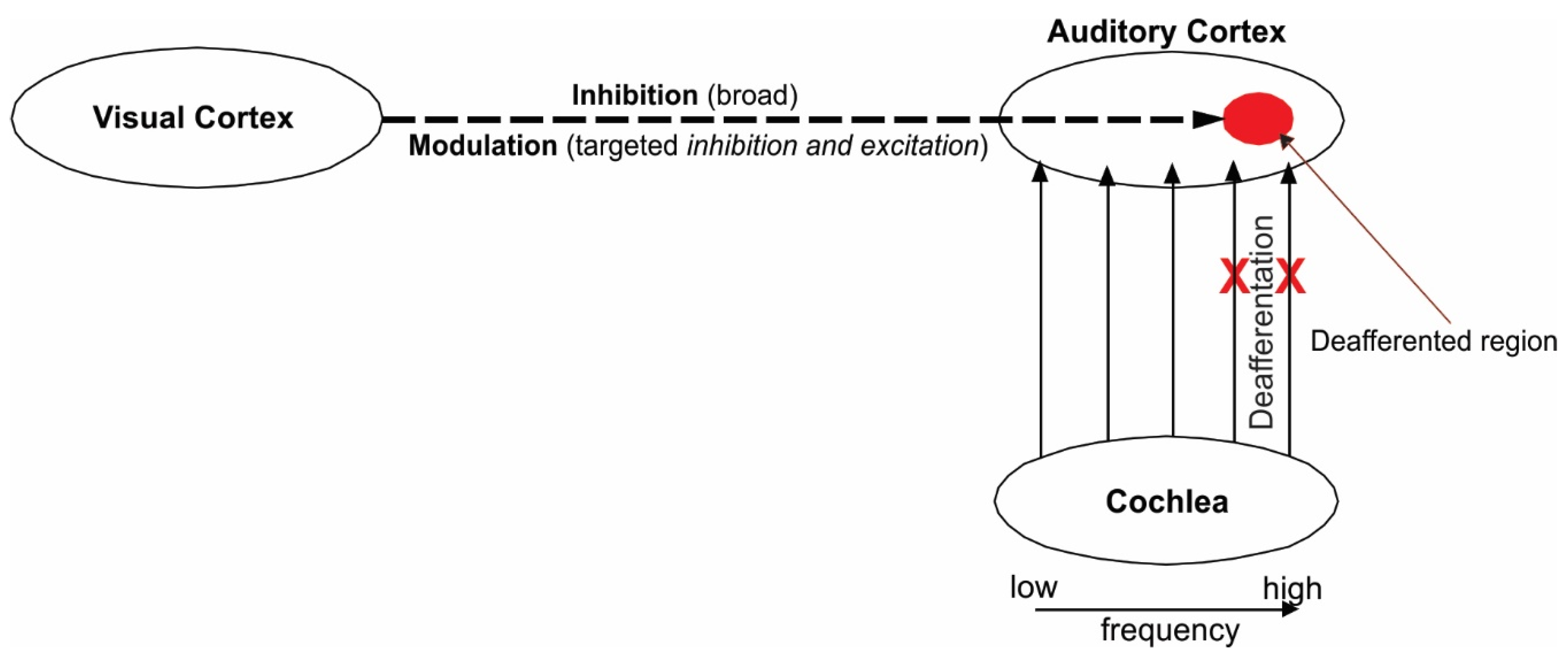 Brainsci 14 00095 g004