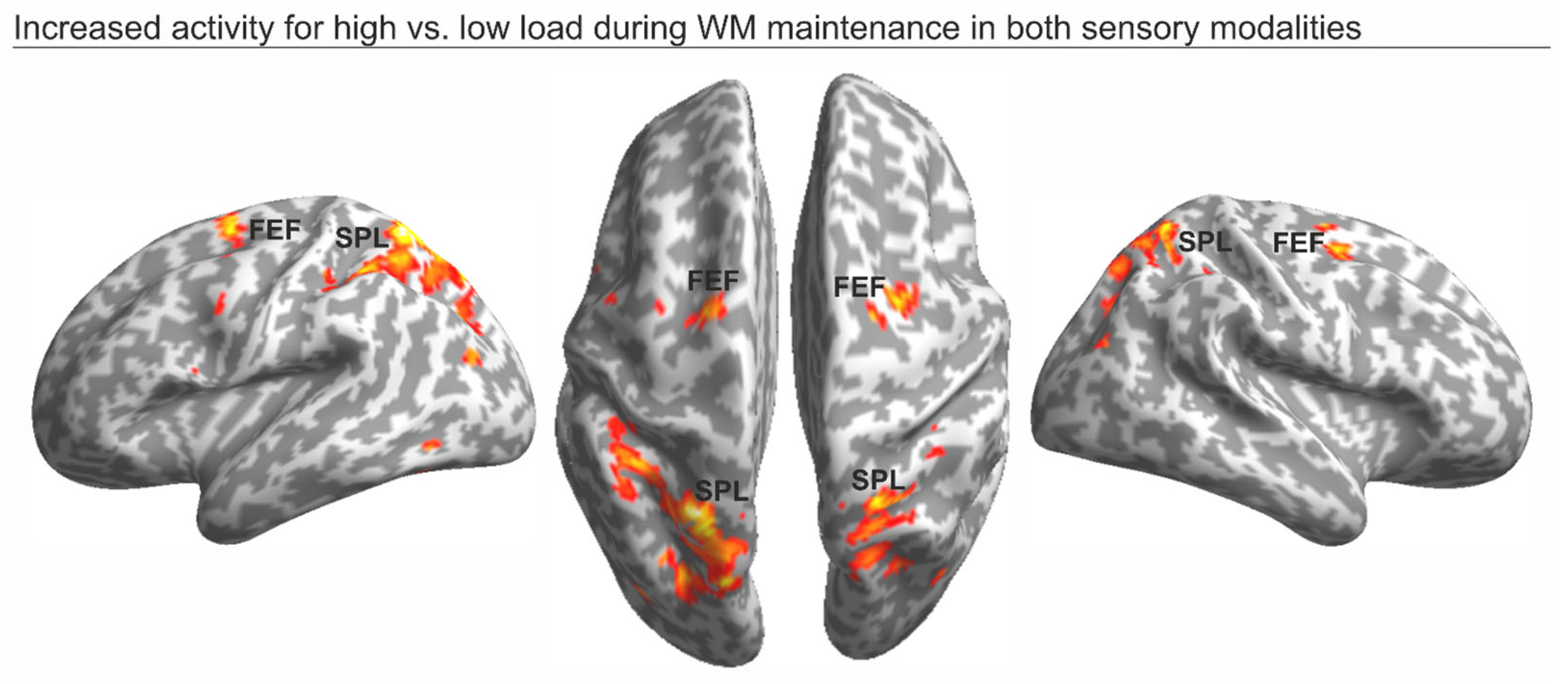 Brainsci 14 00123 g003