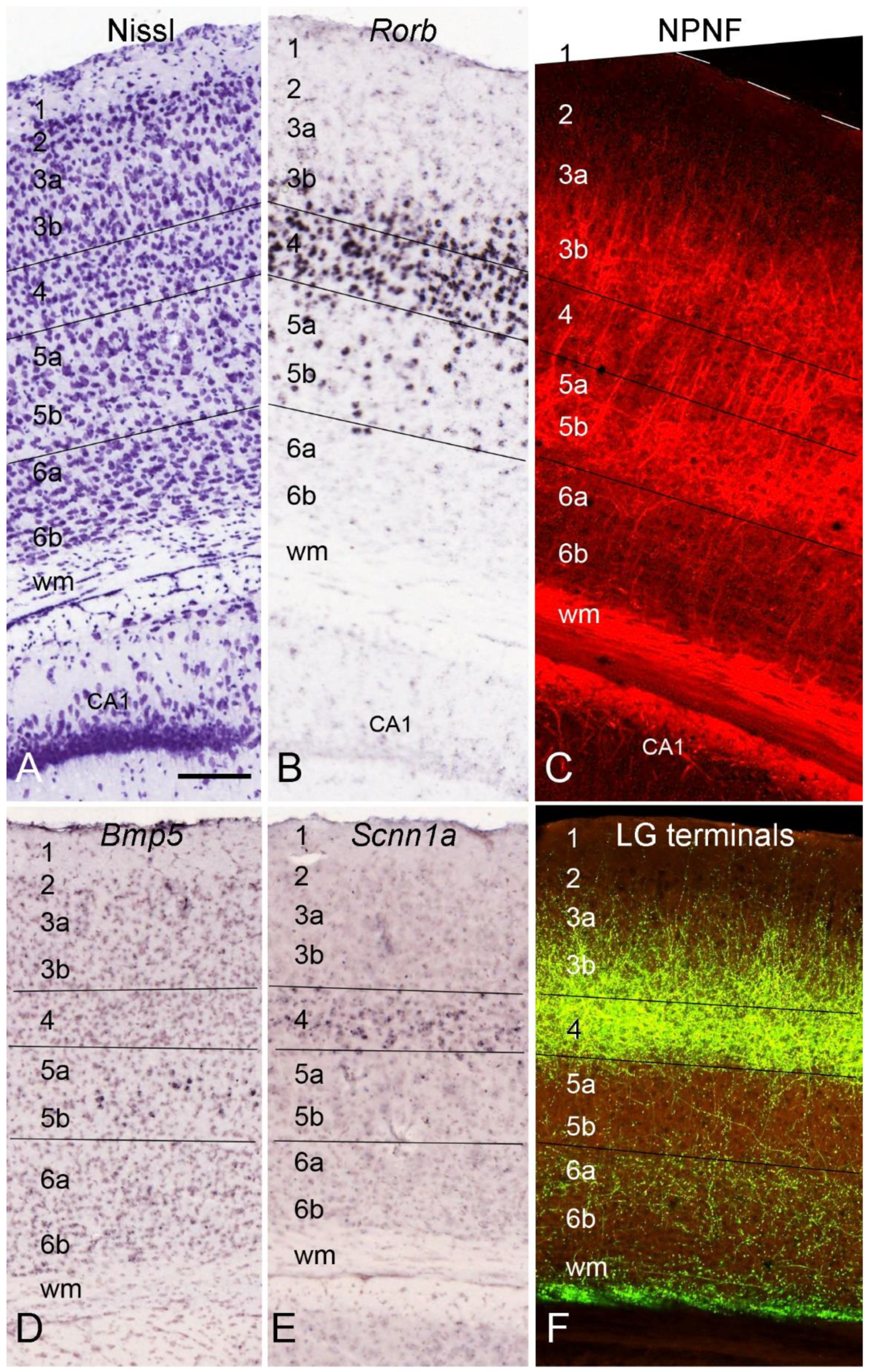 Brainsci 14 00372 g003 Brainsci 14 00372 g003