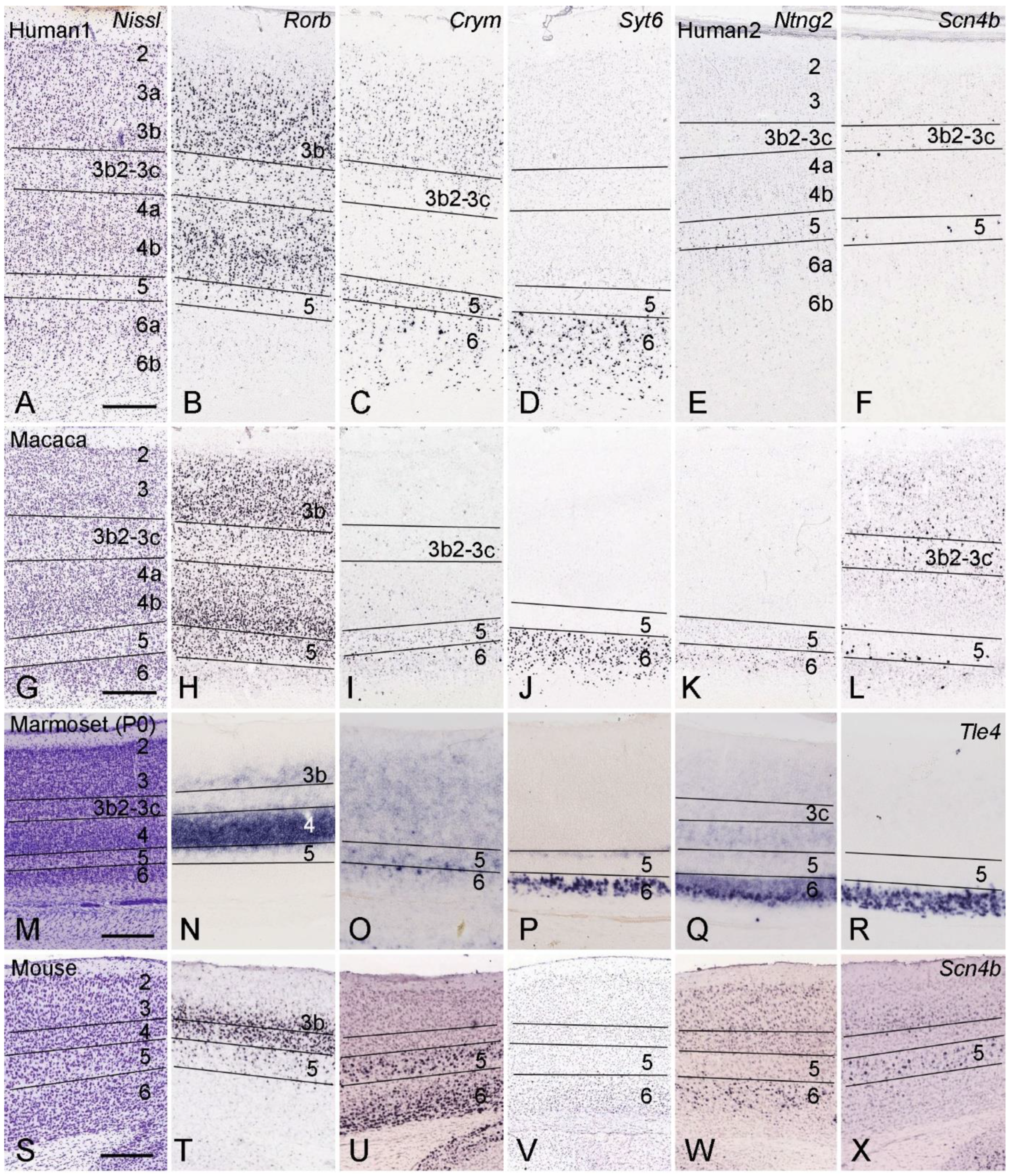 Brainsci 14 00372 g004 Brainsci 14 00372 g004