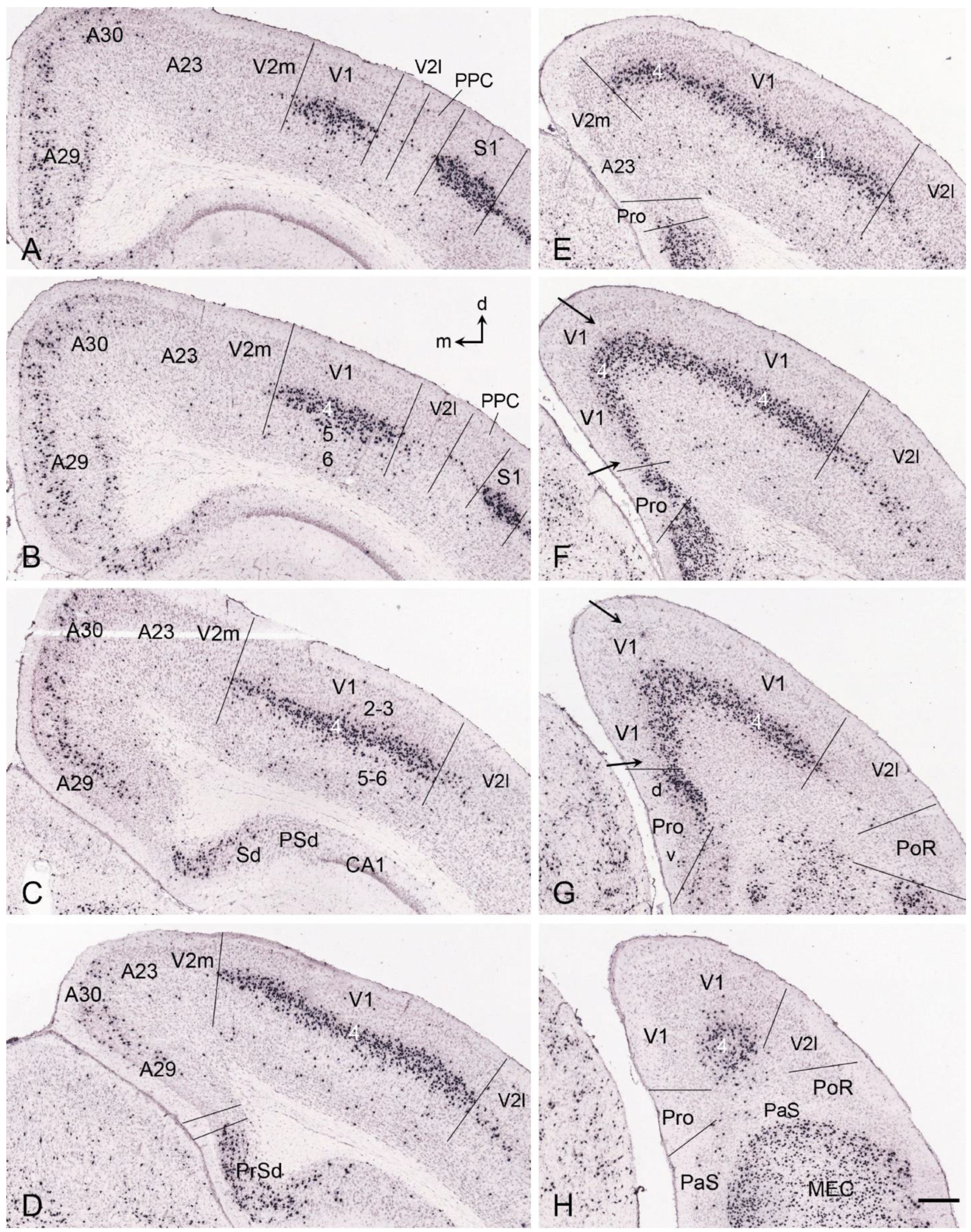Brainsci 14 00372 g012 Brainsci 14 00372 g012
