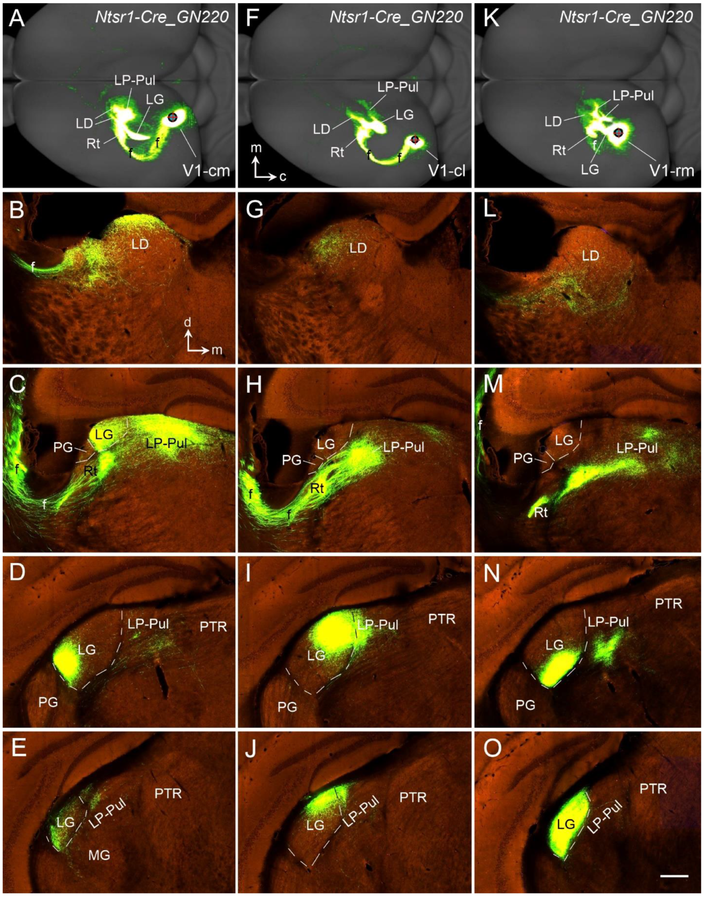Brainsci 14 00372 g017 Brainsci 14 00372 g017