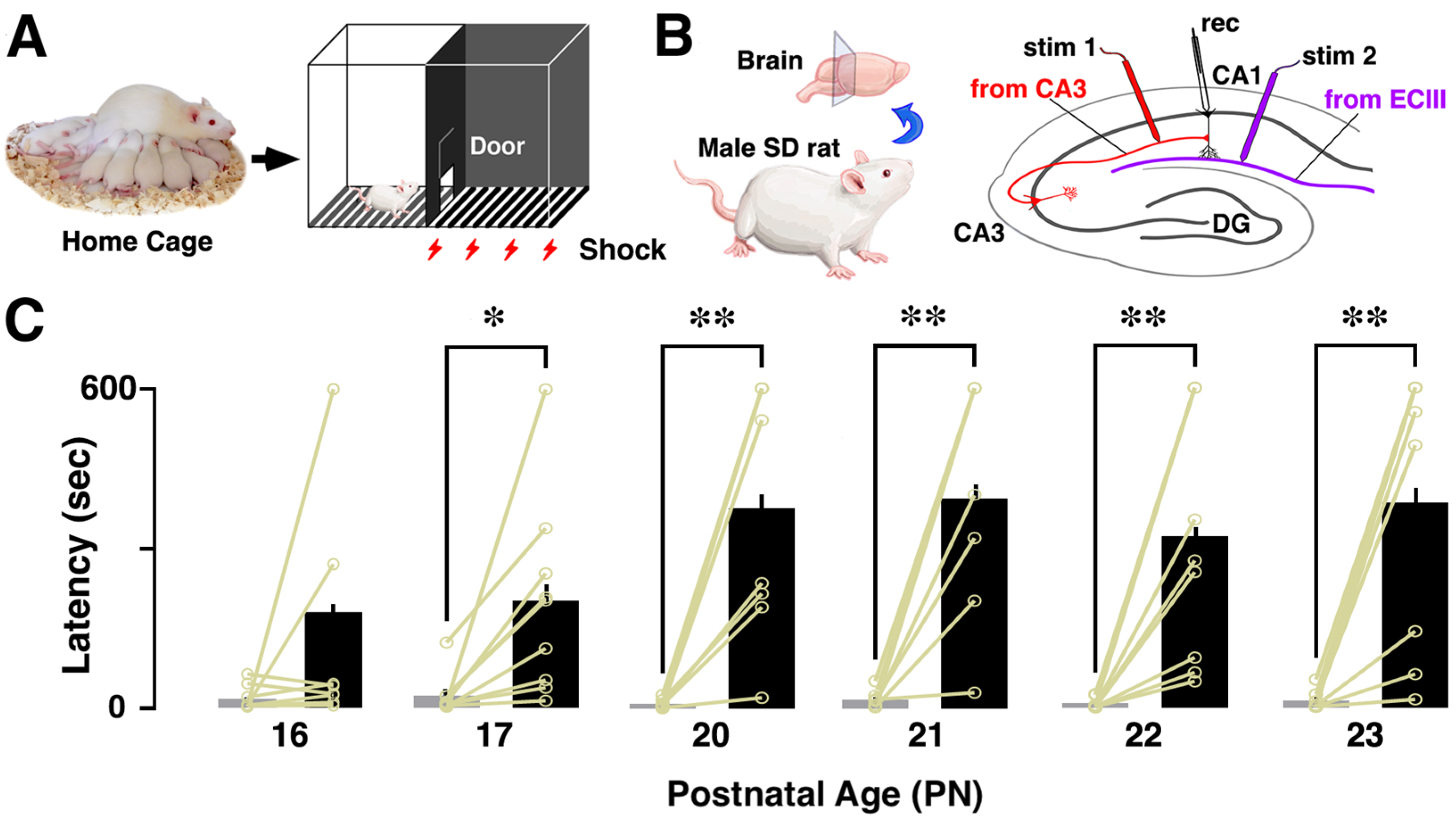Brainsci 14 00382 g001
