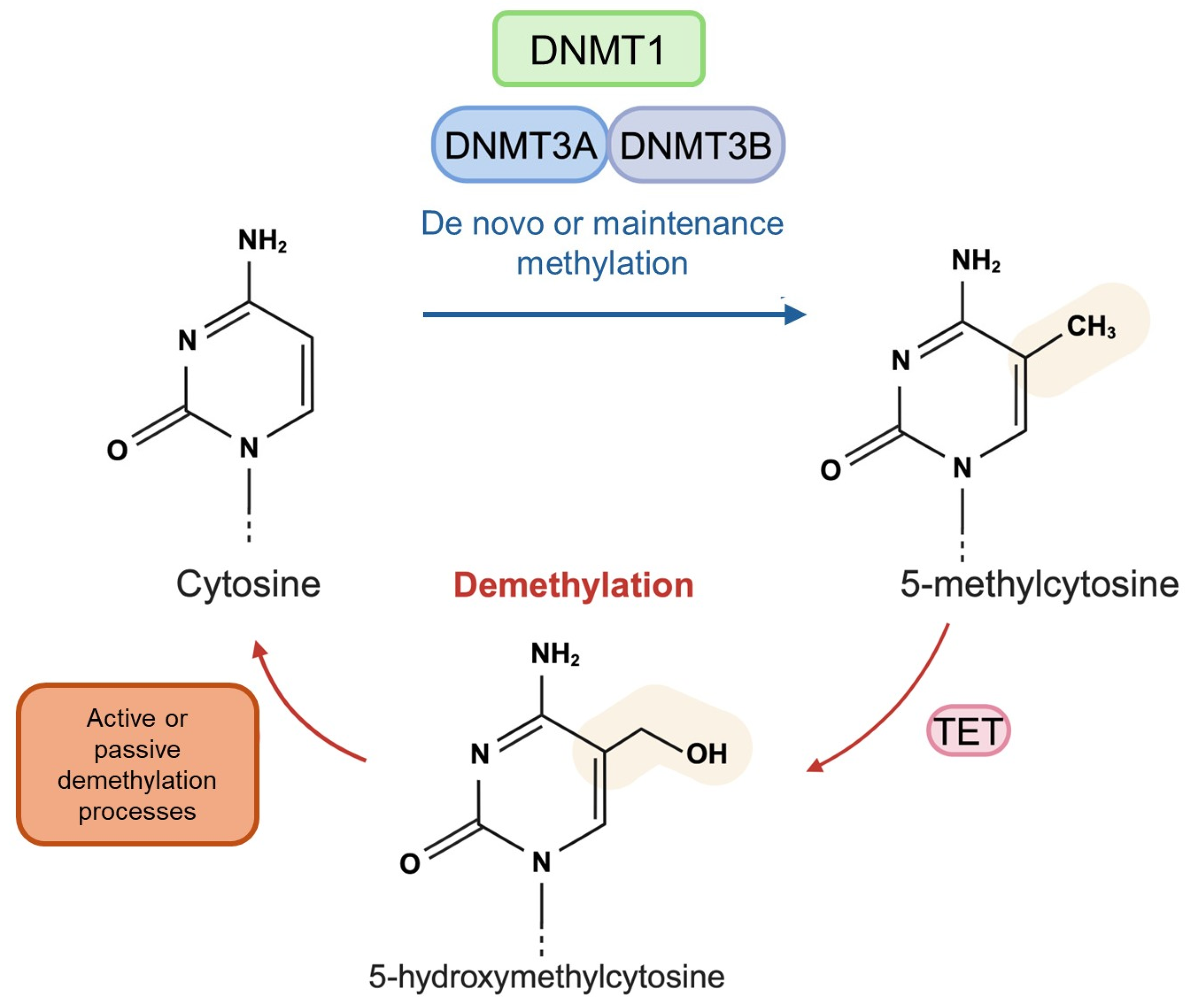 Brainsci 14 00553 g002