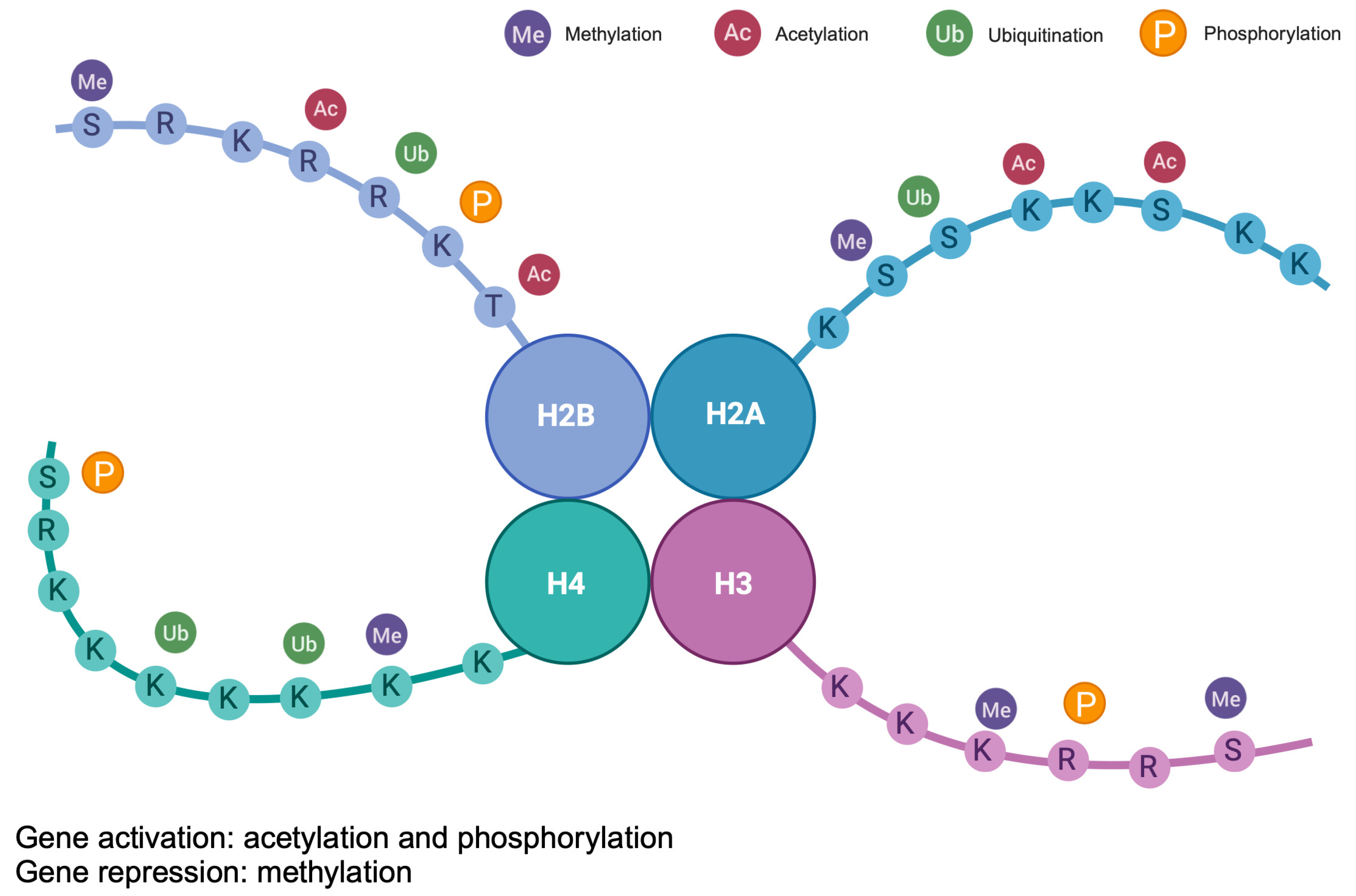Brainsci 14 00553 g003