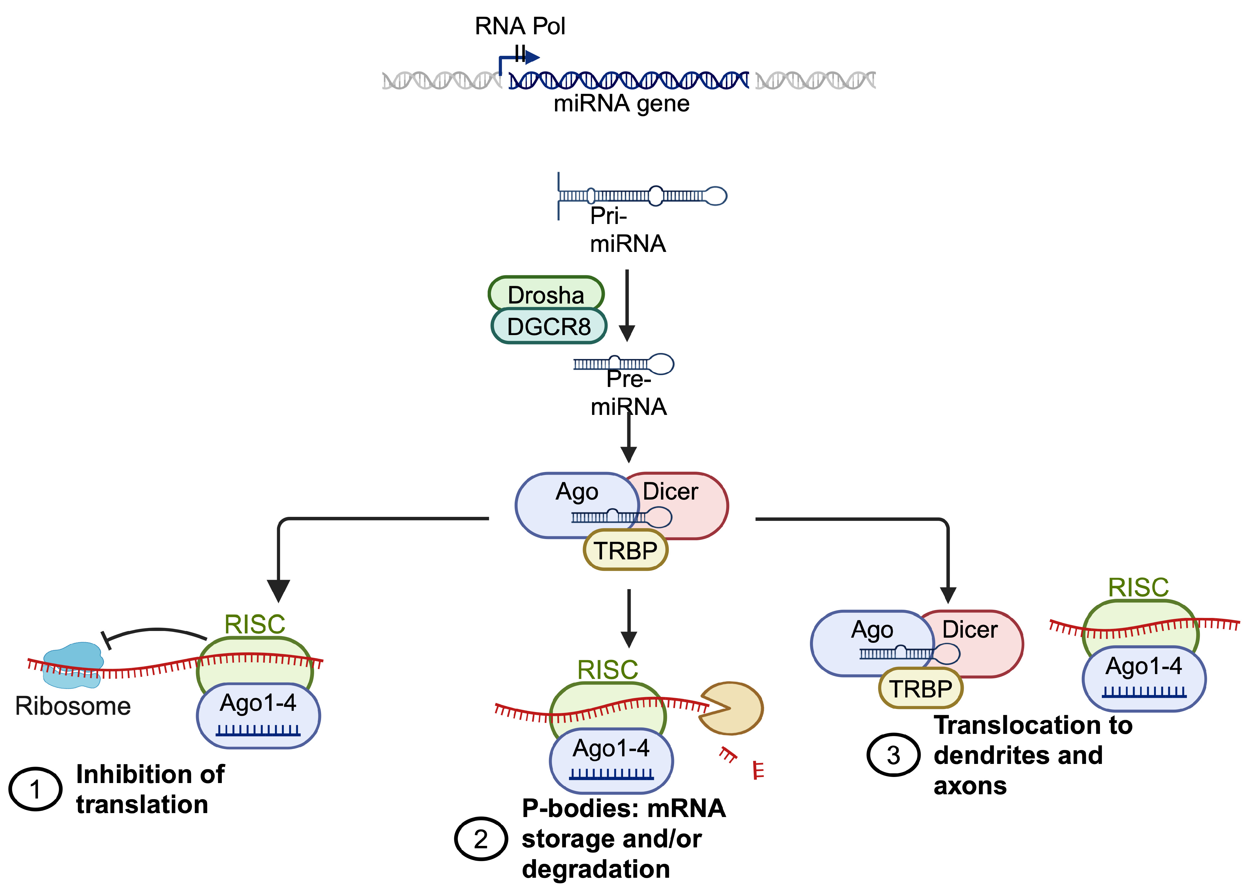 Brainsci 14 00553 g004
