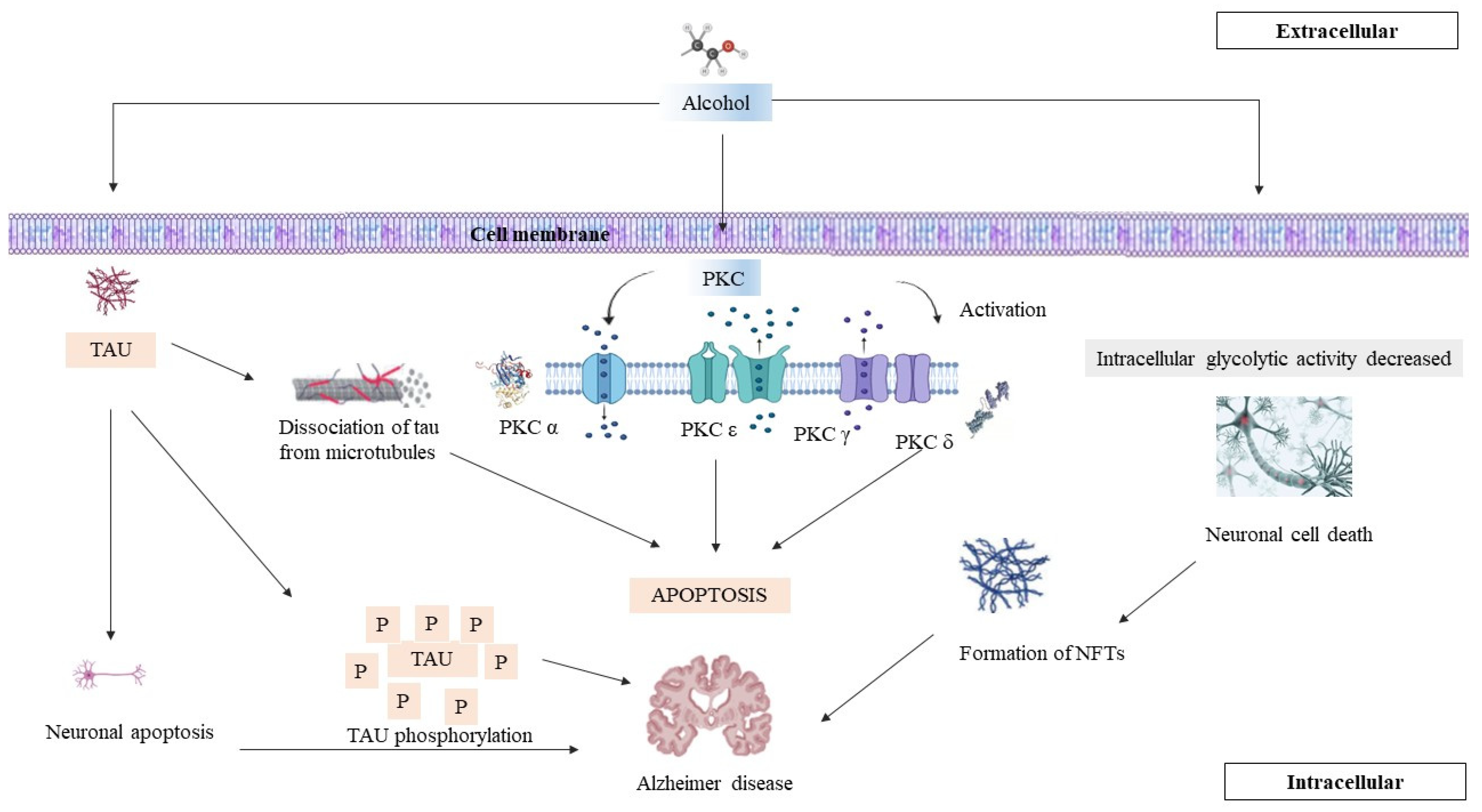 Brainsci 14 00554 g001 Brainsci 14 00554 g001