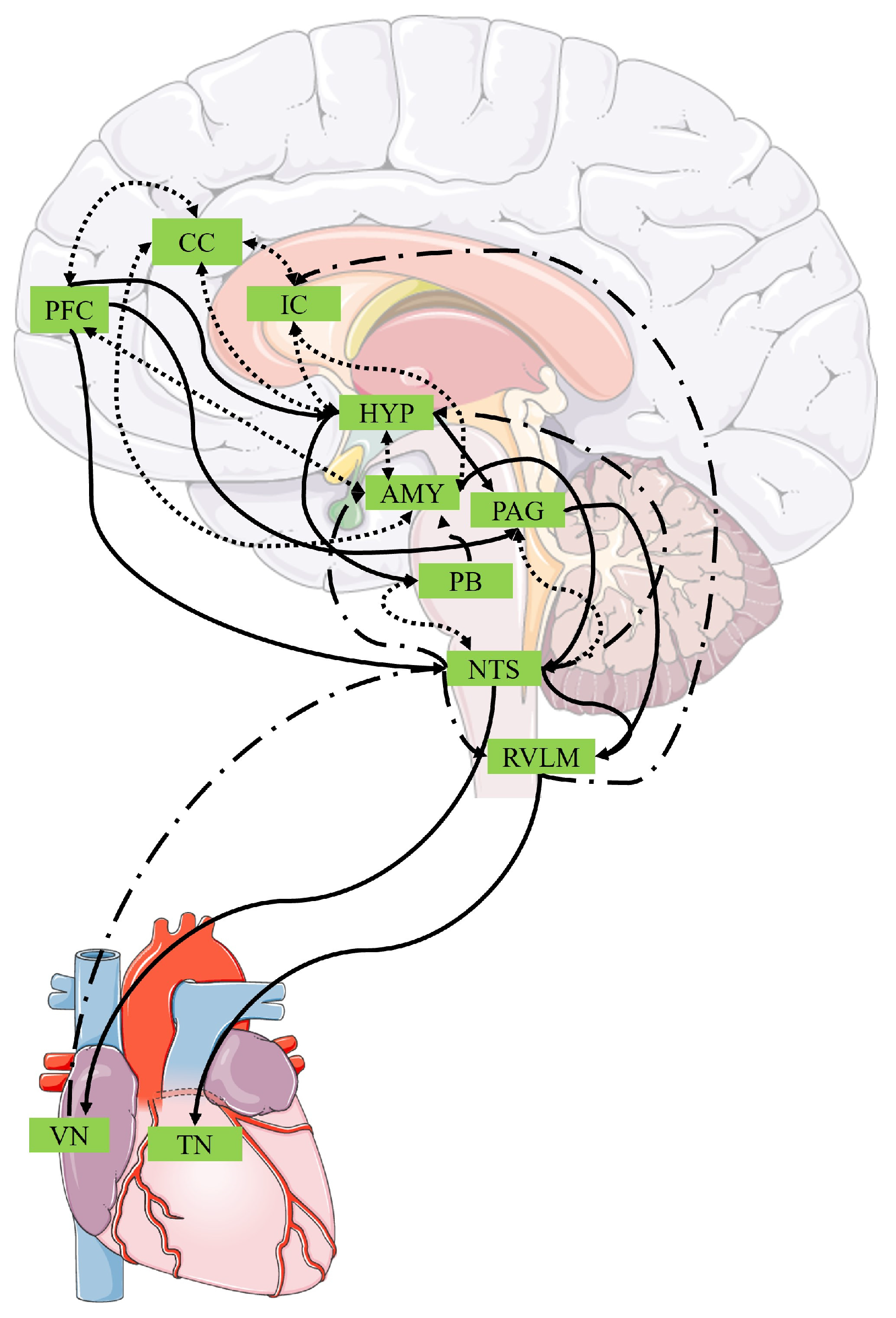 Brainsci 14 00579 g001
