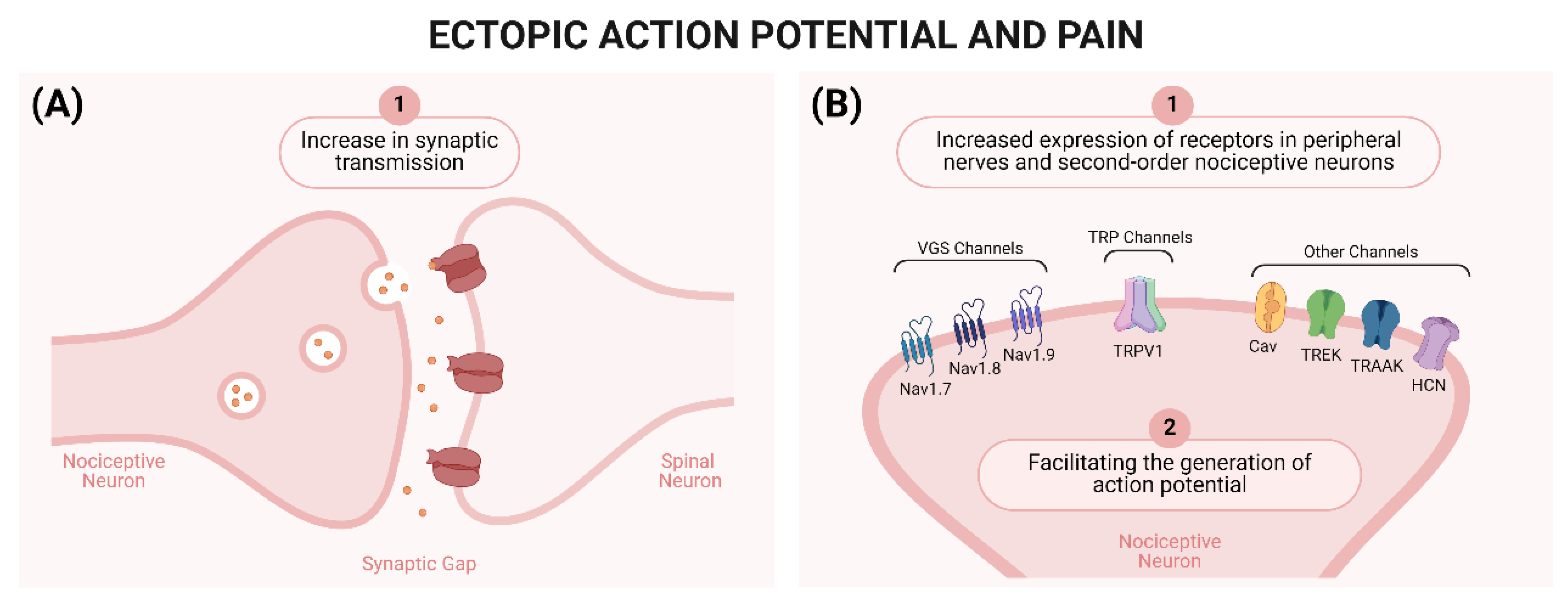 Brainsci 14 00589 g002