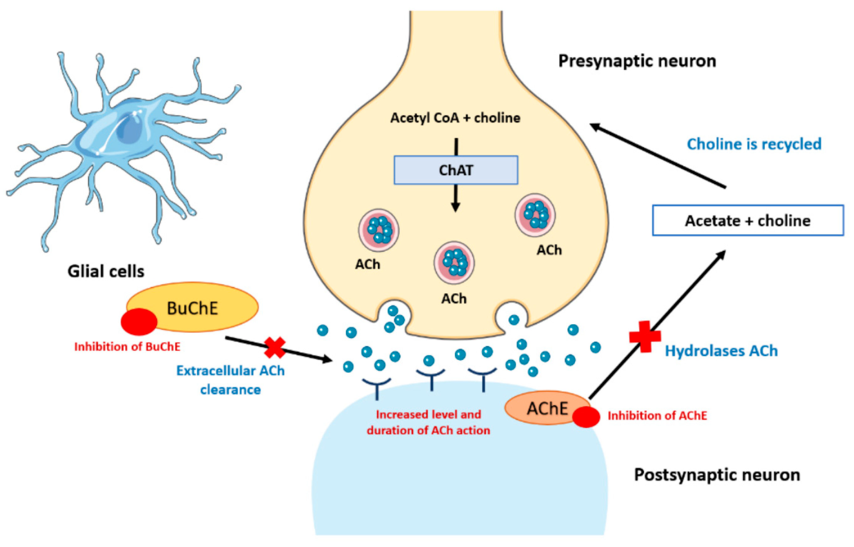 Brainsci 14 00590 g004