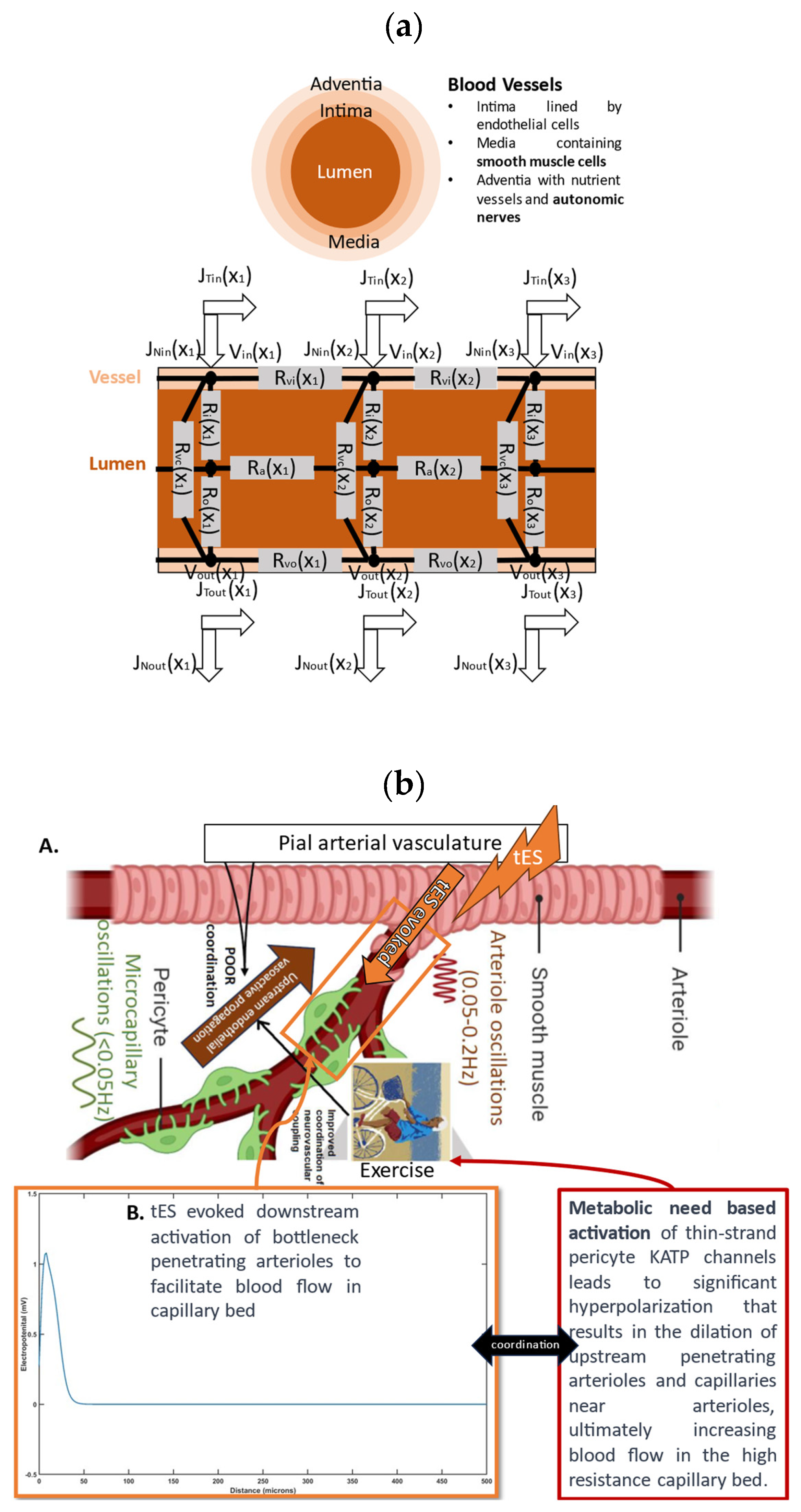 Brainsci 14 00591 g002a