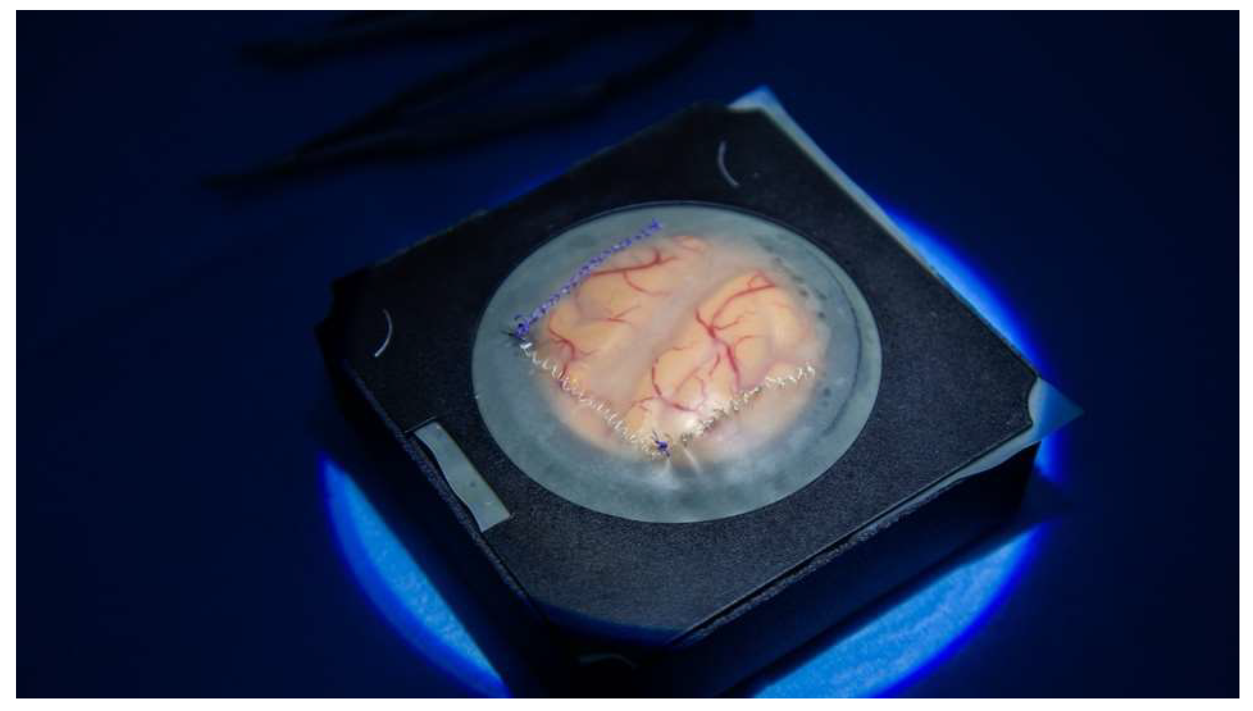 Brainsci 14 00627 g002