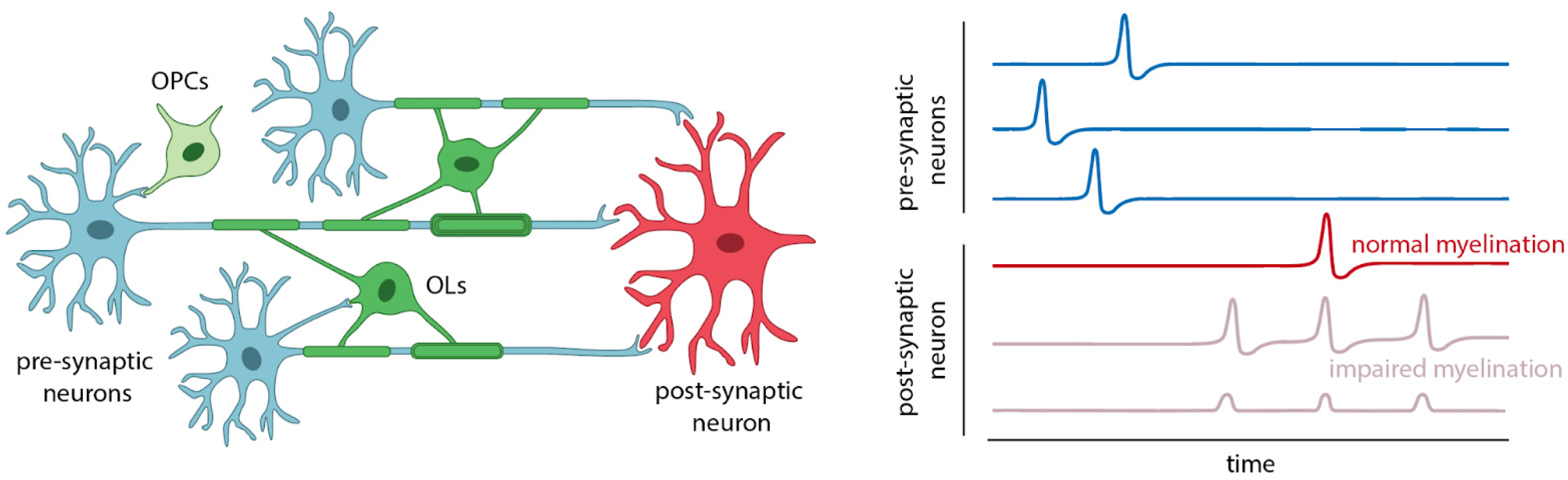 Brainsci 14 00648 g001