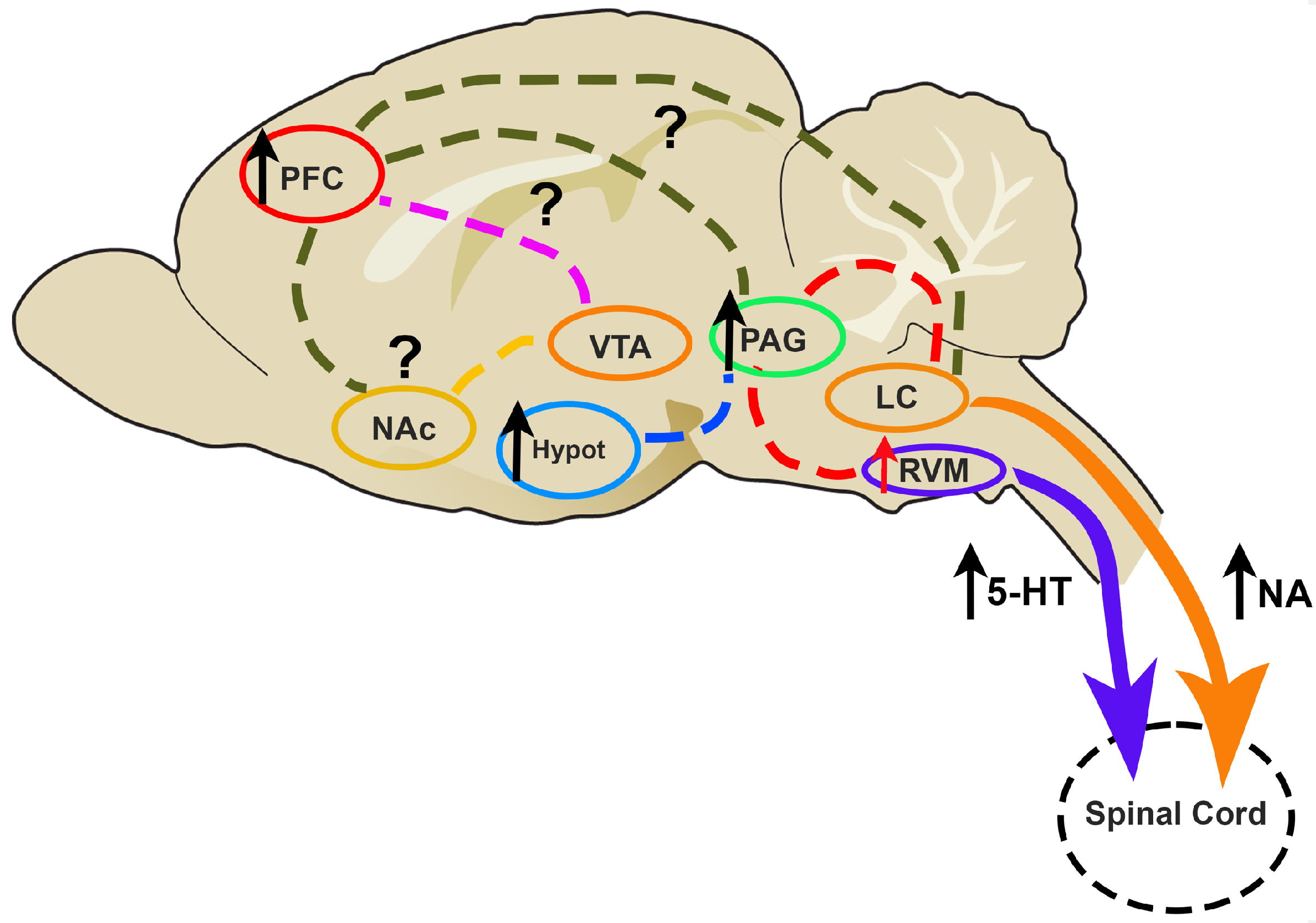 Brainsci 14 00659 g001