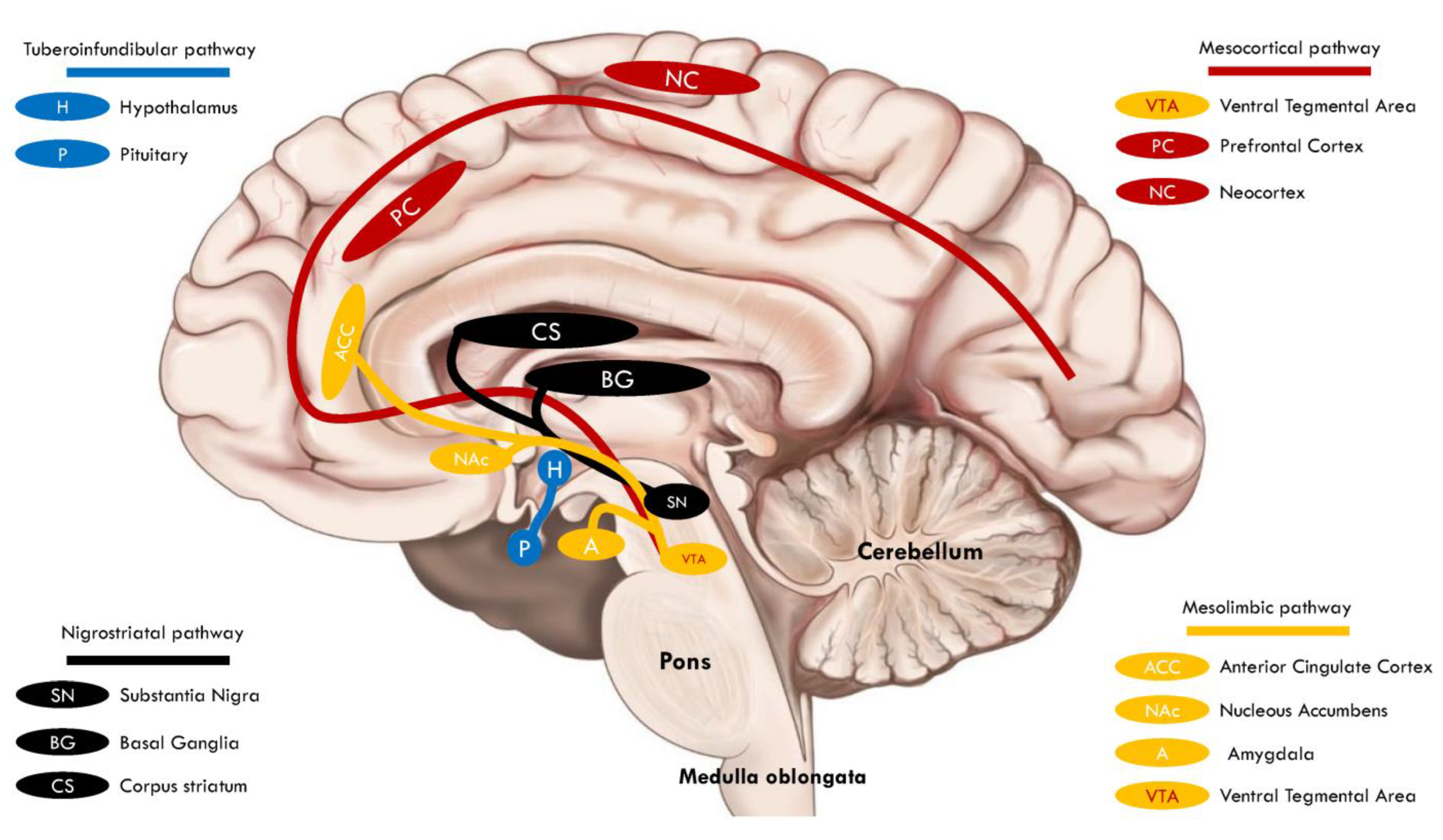 Brainsci 14 00733 g003